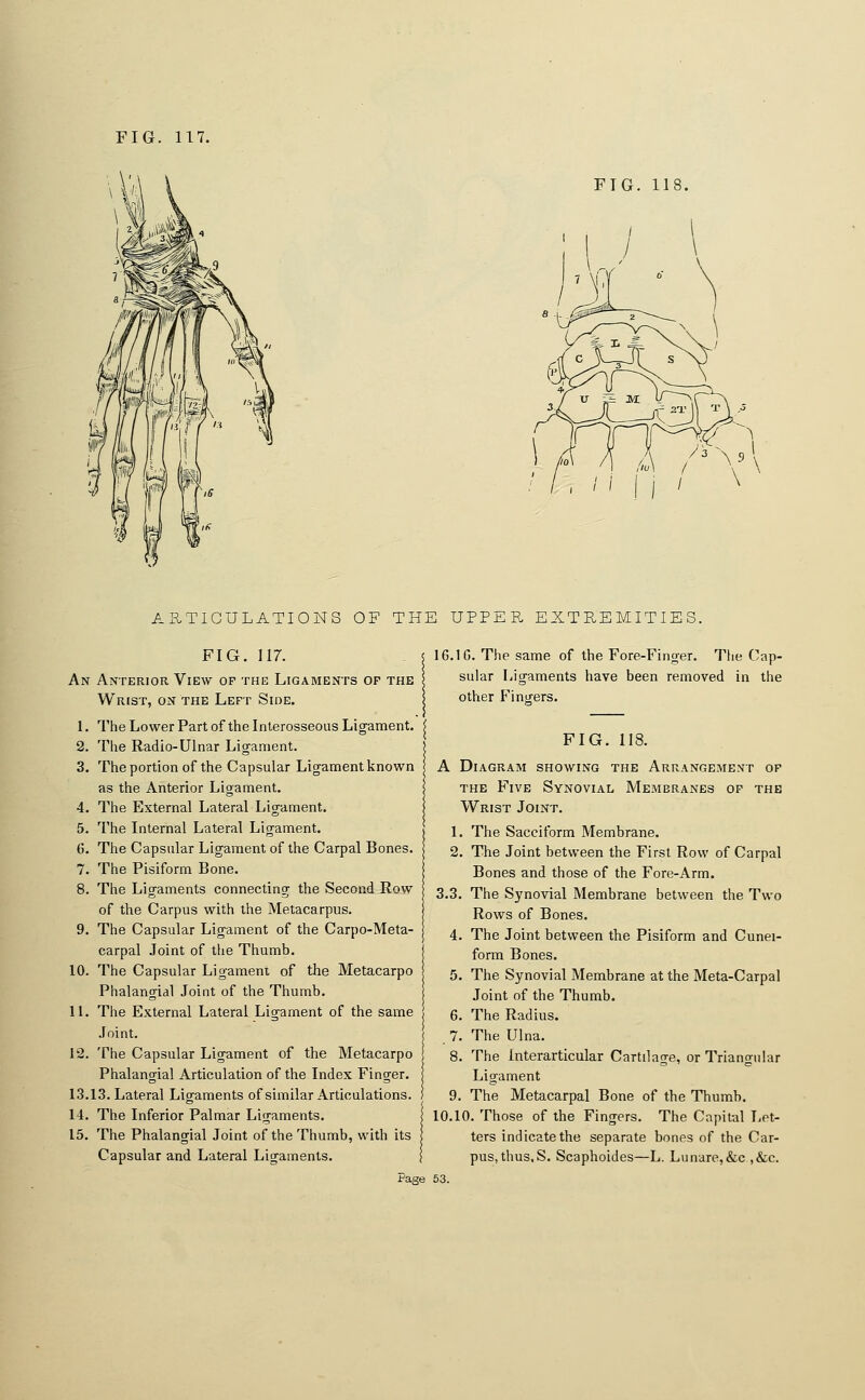 FIG. 11 ARTICULATIONS OF THE UPPER EXTREMITIES. FIG. 117. An Anterior View op the Ligaments of the Wrist, on the Left Side. 1. The Lower Part of the Interosseous Ligament. 2. The Radio-Ulnar Ligament. 3. The portion of the Capsular Ligament known as the Anterior Ligament. 4. The External Lateral Ligament. 5. The Internal Lateral Ligament. 6. The Capsular Ligament of the Carpal Bones. 7. The Pisiform Bone. 8. The Ligaments connecting the Second Row of the Carpus with the Metacarpus. 9. The Capsular Ligament of the Carpo-Meta- carpal .Joint of the Thumb. 10. The Capsular Ligament of the Metacarpo j Phalangial Joint of the Thumb. 11. The External Lateral Ligament of the same .Joint. 12. The Capsular Ligament of the Metacarpo Phalangial Articulation of the Index Finger. 13.13. Lateral Ligaments of similar Articulations. ! 14. The Inferior Palmar Ligaments. 15. The Phalangial Joint of the Thumb, with its Capsular and Lateral Ligaments. \ 16.1 G. The same of the Fore-Finger. The Cap- sular Ligaments have been removed in the other Fingers. FIG. 118. A Diagram showing the Arrangement op the Five Synovial Membranes op the Wrist Joint. 1. The Sacciform Membrane. 2. The Joint between the First Row of Carpal Bones and those of the Fore-Arm. 3.3. The Synovial Membrane between the Two Rows of Bones. 4. The Joint between the Pisiform and Cunei- form Bones. 5. The Synovial Membrane at the Meta-Carpal Joint of the Thumb. 6. The Radius. . 7. The Ulna. 8. The Interarticular Cartilage, or Triangular Ligament 9. The Metacarpal Bone of the Thumb, 10.10. Those of the Fingers. The Capital Let- ters indicate the separate bones of the Car- pus, thus, S. Scaphoides—L. Lunare,&c ,&c.