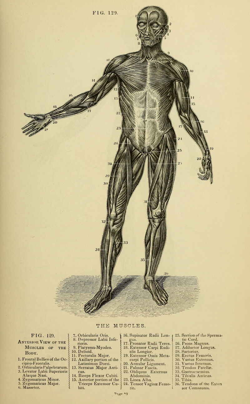 THE MUSCLES. FIG. 129. Anterior View of the Muscles op the Body. 1. Frontal Bellies of the Oc- cipiio-Frontalis. 2. Orbicularis Palpebrarum.; 3. Levator Labii Superioris Alaeque Nasi. 4. Zygoniaticus Minor. 5. Zvgomaticus Major, ti. Ma.sseter. 7. Orbicularis Oris. 8; Depressor Labii Infe- rioris. 9. Platysma-Myodes. 10. Deltoid. 11. Pectoralis Major. 12. Axillary portion of the Latissimus Dorsi. 13. Serratus Major Anti- cus. 14. Biceps Flexor Cubiti. 15. Anterior portion of the Triceps Extensor Cu- biti. ii 16. Supinator Radii Lon- gud. 17. Pronator Radii Teres. 18. Extensor Carpi Radi- alis Longior. 19. Extensor Ossis Meta- carpi Pollicis. 20. Annular Ligament. 21. Palmar Fascia. 22. Obliquus Exiernus Abdominis. 23. Linea Alba. 24. Tensor Vagina; Fenio- ( 25. Section of tin; Spcrma- j tic Cord. j 26. Psoas Magnus. I 27. Adductor Longus. 28. Sartorius. I 29. Rectus Feinovis. i 30. Vastus Rxlornus. i 31. Vastus liiiernus. 32. Tendon Paiijilte. 33. Gastrocnemius. , 34. Tibialis Amicus- \ 35. Tibia. 36. Tendons of the Exion i sor Communis.