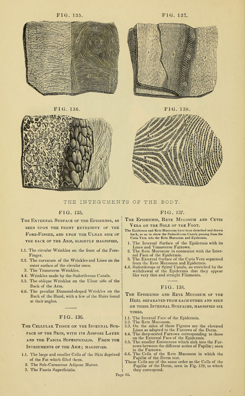 THE INTEGUMENTS OF THE BODY. FIG. 135. The External Surface of the Epidermis, as SEEN UPON the FRONT EXTREMITY OF THE > Fore-Finger, and upon the Ulnar side of s THE BACK of THE ArM, SLIGHTLY MAGNIFIED. 1.1. The circular Wrinkles on the front of the Fore- ! Finger. I 2.2. The curvature of the Wrinkles and Lines on the i outer surface of the circular ones. < 3. The Transverse Wrinkles. \ 4.4. Wrinkles made by the Sudoriferous Canals. > 5.5. The oblique Wrinkles on the Ulnar side of the > Back of the Arm. \ 6.6. The peculiar Diamond-shaped Wrinkles on the | Back of the Hand, with a few of the Hairs found s at their angles. < FIG. 136. The Cellular Tissue on the Internal Sur- face OF THE Skin, with its Adipose Layer AND THE Fascia Superficialis. From the | Integuments of the Arm ; magnified. j i 1.1. The large and smaller Cells of the Skin deprived I of the Fat which filled ihem. | 2. The Sub-Cutaneous Adipose Matter. j 3. The Fascia Superficialis. j FIG. 137. The Epidermis, Rete Mucosum and Cutis Vera on the Sole of the Foot. The Epidermis and Rete Mucosum liave been detached and drawn back, so as to show the Sudoriferous Canals passing from the Cutis Vera into the Rete Mucosum and Epidermis, 1. The Internal Surface of the Epidermis with its Lines and Transverse Furrows. 2. The Rete Mucosum in connexion with the Inter- nal Face of the EJpidermis. 3. The External Surface of the Cutis Vera separated from the Rete Mucosum and Epidermis. 4.4. Sudoriferous or Spiral Canals, so stretched by the withdrawal of the Epidermis that they appear like very thin and straight Filaments. FIG. 138. The Epidermis and Rete Mucosum of the Heel separated prom each other and seen ON THEIR Internal Surfaces, magnified six times. 1.1. The Internal Face of the Epidermis. 2.2. The Rete Mucosum. 3.3. On the sides of these Figures are the elevated Lines as adapted to the Furrows of the Derm. 4.4. The deep-seated Furrows corresponding to those on the External Face of the Epidermis. 5.5. The smaller Eminences which sink into the Fur- rows between the different series of PapilliE ; seen in the Furrows. 6.6. The Cells of the Rete Mucosum in which the Papillae of the Derm rest. These Cells are of the same order as the Cells of the Papillae of the Derm, seen in Fig. 139, to which they correspond.