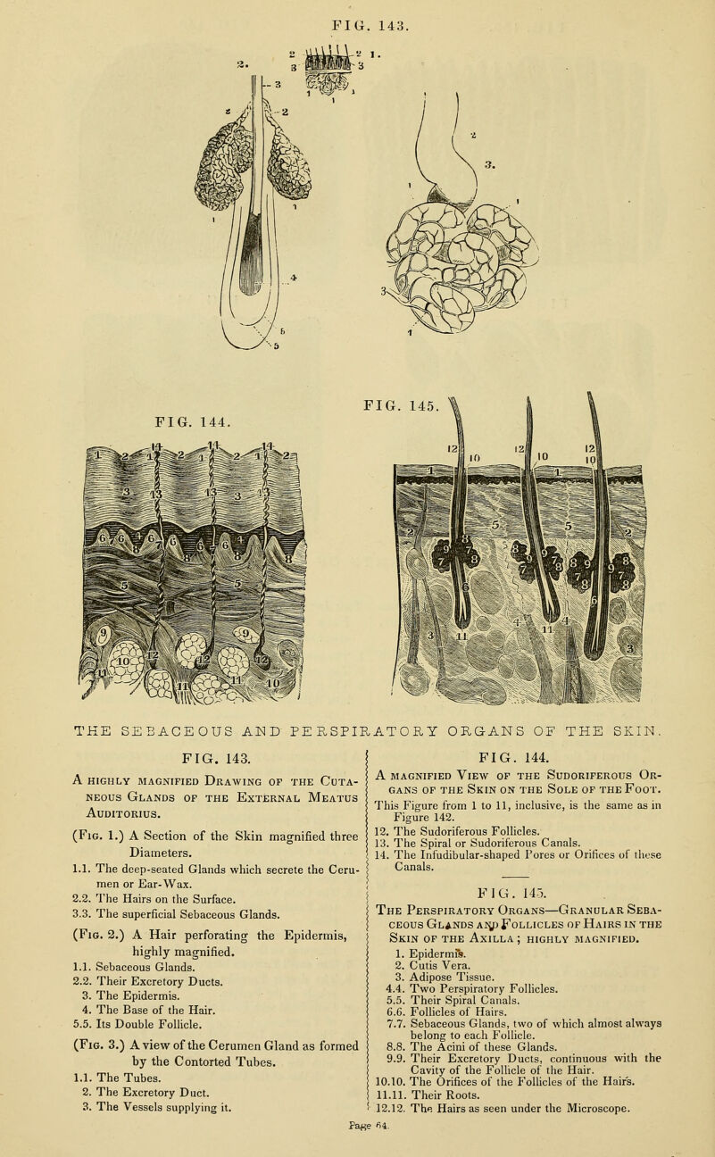 FIG. 145 FIG. 144. THE SEBACEOUS AND PE E. SPIH AT O R Y ORGANS OF THE SKIN. FIG. 143. A HIGHLY MAGNIFIED DRAWING OF THE CUTA- NEOUS Glands of the External Meatus AUDITORIUS. (Fig. 1.) a Section of the Skin magnified three Diameters. 1.1. The deep-seated Glands which secrete the Ceru- men or Ear-Wax. 2.2. The Hairs on the Surface. 3.3. The superficial Sebaceous Glands. (Fig. 2.) A Hair perforating the Epidermis, highly magnified. 1.1. Sebaceous Glands. 2.2. Their Excretory Ducts. 3. The Epidermis. 4. The Base of the Hair. 5.5. Its Double Follicle. (Fig. 3.) A view of the Cerumen Gland as formed by the Contorted Tubes. 1.1. The Tubes. | 2. The Excretory Duct. | 3. The Vessels supplying it. ' FIG. 144. A magnified Vieav of the Sudoriferous Or- gans OF THE Skin on the Sole of the Foot. This Figure from 1 to 11, inclusive, is the same as in Figure 142. 12. The Sudoriferous Follicles. 13. The Spiral or Sudoriferous Canals. 14. The Inf'udibular-shaped Pores or Orifices of these Canals. FIG. 143. The Perspiratory Organs—Granular Seba- ceous Glands ai^p Follicles of Hairs in the Skin of the Axilla ; highly magnified. 1. Epidermfs. 2. Cutis Vera. 3. Adipose Tissue. 4.4. Two Perspiratory Follicles. 5.5. Their Spiral Canals. 6.6. Follicles of Hairs. 7.7. Sebaceous Glands, two of which almost always belong to each Follicle. 8.8. The Acini of these Glands. 9.9. Their Excretory Ducts, continuous with the Cavity of the FoUicle of the Hair. 10.10. The Orifices of the Follicles of the Hair's. 11.11. Their Roots. 12.12. The Hairs as seen under the Microscope.