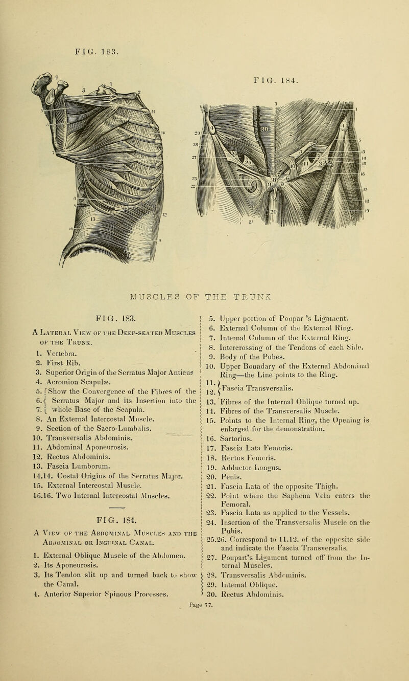 FIG. 184. MUSCLES OF THE TRUNK FIG. 183. A Lateral View of the Deep-seated Muscles OF the Trunk. 1. Vertebra. 2. First Rib. 3. Superior Origin of the Serratus Major Anticus 4. Acromion Scapulae. 5. rShovv the Convergence of the Fibres of tlie 6.-{ Serratus Major and its Insertion into the 7. [ whole Base of the Scapula. 8. An External Intercostal Muscle. 9. Section of the Sacro-Lumbalis. 10. Transversalis Abdominis. 11. Abdominal Aponeurosis. 12. Rectus Abdominis. 13. Fascia Lumborum. 14.14. Costal Origins of the Serratus Major. 15. External Intercostal Muscle. 10.16. Two Internal Intercostal Muscles. FIG. 184. A View of the Abdominal Muscles an'd the ABi)O.MI.N'.\L OR InGU'NAL CaNAL. 1. External Oblique Muscle of the Abdomen. '2. Its Aponeurosis. 3. Its Tendon slit up and turned back to show the Canal. 4. Anterior Superior Spinous Processes. Page 5. Upper portion of Poupar 's Ligament. 6. External Column of the External Ring. 7. Interna] Column of the External Ring. 8. Intercrossing of the Tendons of each Side. 9. Body of the Pubes. 10. Upper Boundary of the External Abdominal Ring—the Line points to the Ring. ,-, VFascia Transversalis. 13. Fibres of the Internal Oblique turned up. 14. Fibres of the Transversalis Muscle. 15. Points to the Internal Ring, the Opening is enlarged for the demonstration. 16. Sartorius. 17. Fascia Lata Femoris. 18. Rectus Ferhoris. 19. Adductor Longus. 20. Penis. 21. Fascia Lata of the opposite Thigh. 22. Point where the Saphena Vein enters llio Femoral. 23. Fascia Lata as applied to tiie Vessels. 24. Insertion of the Transversalis Muscle on tiie Pubis. 25.26. Correspond to 11.12. of the (ipprsite side and indicate the Fascia Transversalis. Poupart's Ligament turned off from tlu' in- ternal Muscles. Transversalis Abdrniinis. Internal Oblique. Rectus Abdominis.