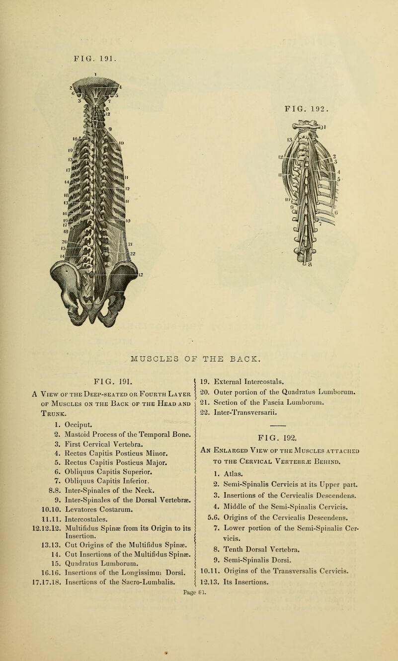 FIG. 192 MUSCLES OF THE BACK. FIG. 191. A View of the Deep-seated or Fourth Layer OF Muscles on the Back op the Head and Trunk. 1. Occiput. 2. Mastoid Process of the Temporal Bone. 3. First Cervical Vertebra. 4. Rectus Capitis Posticus Minor. 5. Rectus Capitis Posticus Major. 6. Obliquus Capitis Superior. 7. Obliquus Capitis Inferior. 8.8. Inter-Spinales of the Neck. 9. Inter-Spinales of the Dorsal Vertebrae. 10.10. Levatores Costarura. 11.11. Intercostales. 12.12.12. Multifidus Spinae from its Origin to its Insertion. 13.13. Cut Origins of the Multifidus Spinee. 14. Cut Insertions of the Multifidus Spinae. 15. Quadratus Lumborum. 16.16. Insertions of the Longissimut Dorsi. 17.17.18. Insertions of the Sacro-Lumbalis. 19. External Intercostals. 20. Outer portion of the Quadratus Lumborum. 21. Section of the Fascia Lumborum. 22. Inter-Transversarii. FIG. 192. An Enlarged View of the Muscles attached to the Cervical Vertebra Behind. 1. Atlas. 2. Semi-Spinalis Cervicis at its Upper part. 3. Insertions of the Cervicalis Descendens. 4. Middle of the Semi-Spinalis Cervicis. 5.6. Origins of the Cervicalis Descendens. 7. Lower portion of the Semi-Spinalis Cer- vicis. 8. Tenth Dorsal Vertebra. 9. Semi-Spinalis Dorsi. 10.11. Origins of the Transversalis Cervicis. 12.13. Its Insertions. 61.