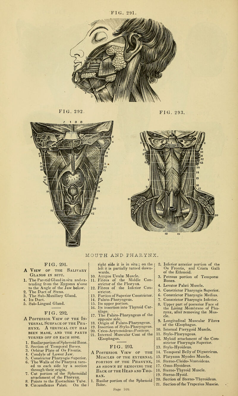 FIG. 292 FIG. 293. MOUTH AND PHARYNX. FIG. 291. View of the Salivary Glands in situ. The Parotid Gland in situ and ex- tending from ttie Zygoma above to the Angle of the Jaw below. The Duct of Steno. The Siib-Maxillary Gland. Its Duct. 5. Sub-Lingual Gland. FIG. 292. A Posterior View of the In- ternal Surface of the Pha- i RYNX. A vertical CUT HAS ; BEEN MARE, AND THE PARTS j TURNED OFF ON EACH SIDE. 1 1. Basilarportion of Sphenoid Bone.! 2. Section of Temporal Bones. j 3. Orbitar Plate of Os Frontis. < 4. Condyle of Lower Jaw. 5. Constrictor Pharyngis .Superior. 6. The Walls of the Pharynx turn- ed to each side by a section through their origin. 7. Cut portion of the Sphenoidal attachment of the Pharynx. 8. Points to the Eustachian Tube. 9. Cireumflexiis Palaii. On the right side it is in situ ; on the left it is partially turned down- wards. 10. Azygos Uvulae Muscle. n. Fibres of the Middle Con- strictor of the Pharynx. 12. Fibres of the Inferior Con- strictor. 13. Portion of Superior Constrictor. 14. Palato-Pharyngeus. 15. Its upper portion. 16. Its insertion into Thyroid Car- tilage. 17. The Palato-Pharyngeus of the opposite side. 18. Origin of Palato-Pharyngeus. 19. Insertion of Stylo-Phary.ngeus. 20. Crico-Arytenoidcus-Posticus. 21. Internal Muscular Coat of the GEsophagus. FIG. 293. A Posterior View of the Muscles of the external portion of the Pharynx, as shown by removing the . Back of the Head and Tho- rax. ' 1. Basilar portion of the Sphenoid Bo'ne. Page 102. Inferior anterior portion of the Os Frontis, and Crista Galli of the Ethmoid. Petrous portion of Temporal Bones. Levator Palati Muscle. Constrictor Pharyngis Superior. Constrictor Pharyngis Medius. Constrictor Pharyngis Inferior. Upper part of posterior Face of the Lining Membrane of Pha- rynx, after removing the Mus- cle. Longitudinal Muscular Fibres of the CEsophagus. Internal Pterygoid Muscle. Stylo-Pharyngeus. Myloid attachment of the Con- strictor Pharyngis Superior. Stylo-Hyoideus. Temporal Belly of Digastricus. Platysma Myodes Muscle. Sterno- C leido- M astoideus. Omo-Hyoideus. Sterno-Thyroid Muscle. Sterno-Hyoid. Section of Sterno-Thyroideus. Section of the Trapezius Muscie.