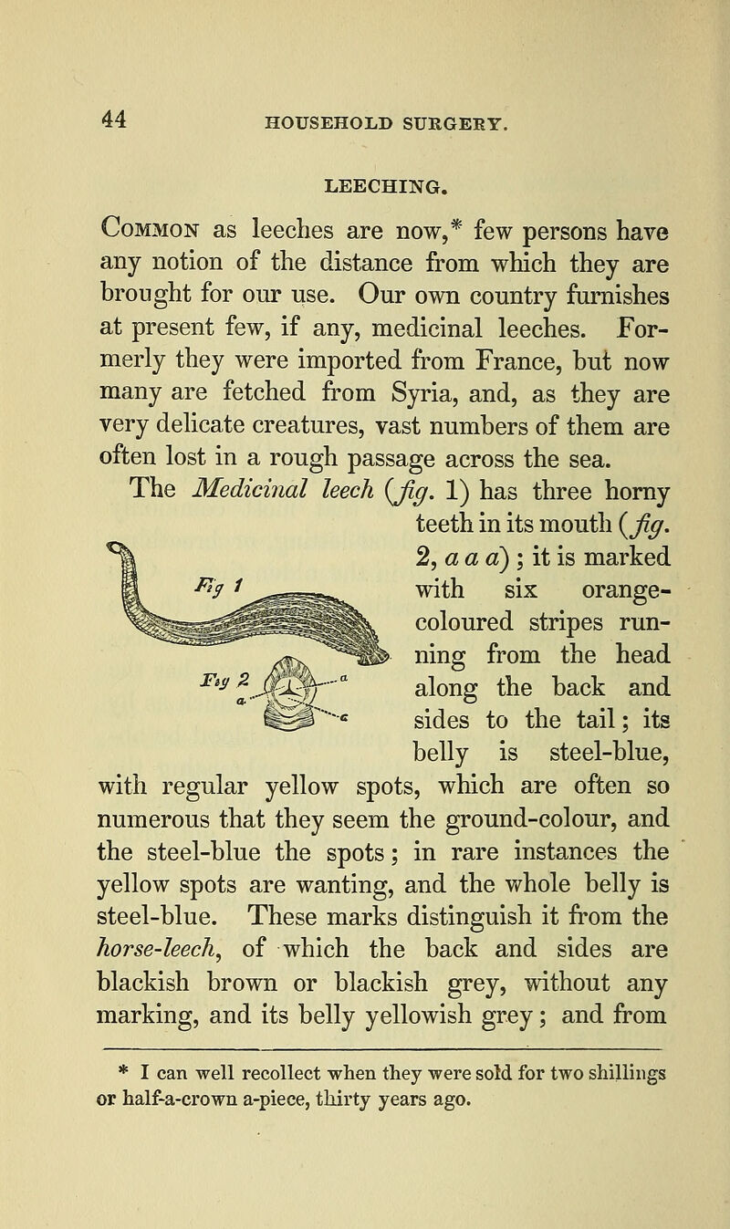 LEECHING. Common as leeches are now,* few persons have any notion of the distance from which they are brought for our use. Our own country furnishes at present few, if any, medicinal leeches. For- merly they were imported from France, but now many are fetched from Syria, and, as they are very delicate creatures, vast numbers of them are often lost in a rough passage across the sea. The Medicinal leech {fig. 1) has three horny teeth in its mouth (jig. 2, a a a); it is marked with six orange- coloured stripes run- ning from the head along the back and sides to the tail; its belly is steel-blue, with regular yellow spots, which are often so numerous that they seem the ground-colour, and the steel-blue the spots; in rare instances the yellow spots are wanting, and the whole belly is steel-blue. These marks distinguish it from the horse-leech, of which the back and sides are blackish brown or blackish grey, without any marking, and its belly yellowish grey; and from * I can well recollect when they were sold for two shillings or half-a-crown a-piece, thirty years ago.
