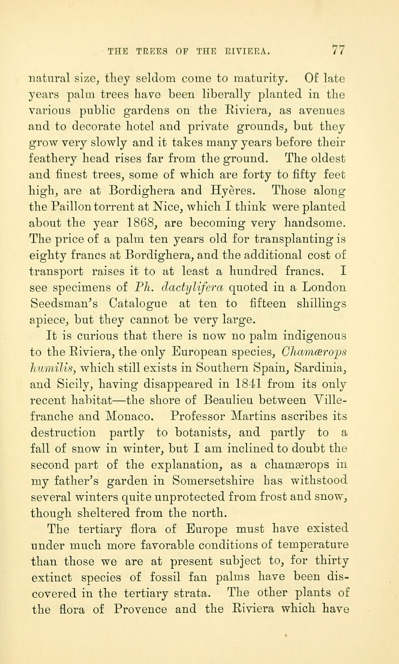 natural size^ they seldom come to maturity. Of late years palm trees have been liberally planted in the various public gardens on the Riviera, as avenues and to decorate hotel and private grounds, but they grow very slowly and it takes many years before their feathery head rises far from the ground. The oldest and finest trees, some of which are forty to fifty feet high, are at Bordighera and Hyeres. Those along the Paillon torrent at Nice, which I think were planted about the year 1868, are becoming very handsome. The price of a palm ten years old for transplanting is eighty francs at Bordighera, and the additional cost of transport raises it to at least a, hundred francs. I see specimens of Ph. dachjlifera quoted in a London Seedsman^s Catalogue at ten to fifteen shillings apiece, but they cannot be very large. It is curious that there is now no palm indigenous to the Riviera, the only European species, Chamarops humilis, which still exists in Southern Spain, Sardinia, and Sicily, having disappeared in 1841 from its only recent habitat—the shore of Beaulieu between Yille- franche and Monaco. Professor Martins ascribes its destruction partly to botanists, and partly to a fall of snow in winter, but I am inclined to doubt the second part of the explanation, as a chamaerops in my father's garden in Somersetshire has withstood several winters quite unprotected from frost and snow, though sheltered from the north. The tertiary flora of Europe must have existed under much more favorable conditions of temperature than those we are at present subject to, for thirty extinct species of fossil fan palms have been dis- covered in the tertiaiy strata. The other plants of the flora of Provence and the Riviera which have