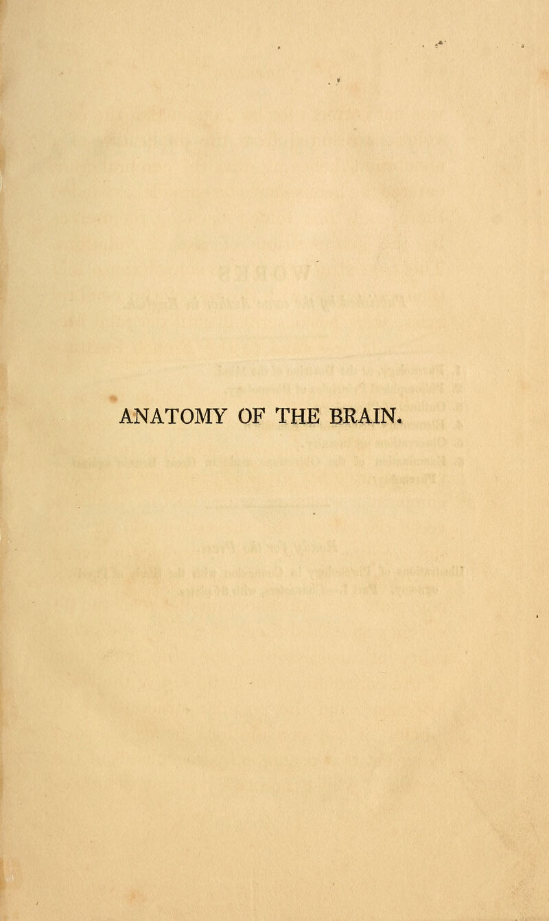 ANATOMY OF THE BRAIN*