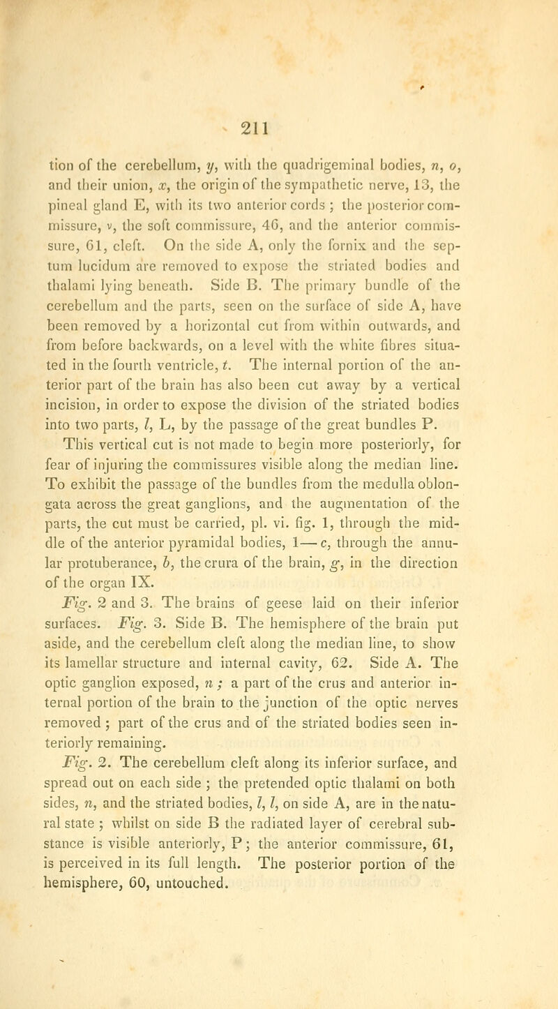 tion of the cerebellum, y, with the quadrigeminal bodies, «, o, and their union, x, the origin of the sympathetic nerve, 13, the pineal gland E, with its two anterior cords ; the posterior com- missure, V, the soft commissure, 4G, and the anterior commis- sure, Gl, cleft. On the side A, only the fornix and the sep- tum lucidum are removed to expose the striated bodies and thalami lying beneath. Side B. The primary bundle of the cerebellum and the parts, seen on the surface of side A, have been removed by a horizontal cut from within outwards, and from before backwards, on a level with the white fibres situa- ted in the fourth ventricle, t. The internal portion of the an- terior part of the brain has also been cut away by a vertical incision, in order to expose the division of the striated bodies into two parts, I, L, by the passage of the great bundles P. This vertical cut is not made to begin more posteriorly, for fear of injuring the commissures visible along the median line. To exhibit the passage of the bundles from the medulla oblon- gata across the great ganglions, and the augmentation of the parts, the cut must be carried, pi. vi. fig. 1, through the mid- dle of the anterior pyramidal bodies, 1—c, through the annu- lar protuberance, 6, the crura of the brain, g, in the direction of the organ IX. Fig. 2 and 3. The brains of geese laid on their inferior surfaces. Fig. 3. Side B. The hemisphere of the brain put aside, and the cerebellum cleft along the median line, to show its lamellar structure and internal cavity, 62. Side A. The optic ganglion exposed, n; a part of the crus and anterior in- ternal portion of the brain to the junction of the optic nerves removed; part of the crus and of the striated bodies seen in- teriorly remaining. Fig. 2. The cerebellum cleft along its inferior surface, and spread out on each side ; the pretended optic thalami on both sides, n, and the striated bodies, /, Z, on side A, are in the natu- ral state ', whilst on side B the radiated layer of cerebral sub- stance is visible anteriorly,?; the anterior commissure, 61, is perceived in its full length. The posterior portion of the hemisphere, 60, untouched.