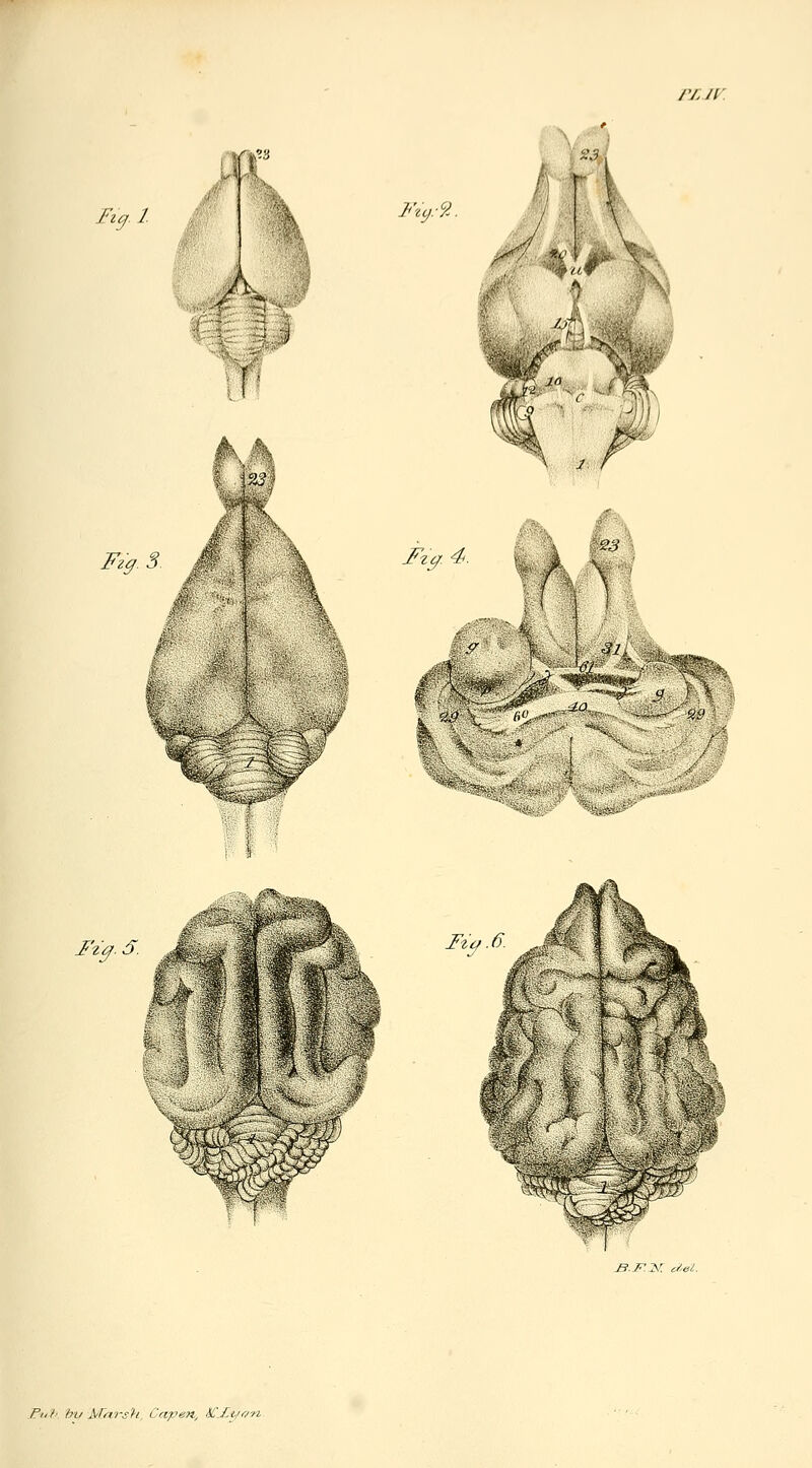 PLJy Fig. I Fzg 3 F-ur'A Fza 4< I'-i^. S Fta 6 jB.F.2^ cy.ei. Fiih hv Mnrs'h Capen, U\£t///n.