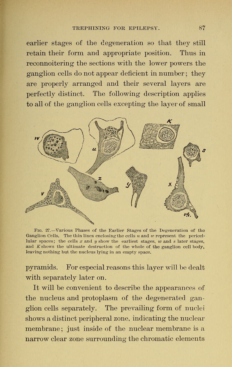 earlier stages of the degeneration so that they still retain their form and appropriate position. Thus in reconnoitering the sections with the lower powers the ganglion cells do not appear deficient in number; they are properly arranged and their several layers are perfectly distinct. The following description applies to all of the ganglion cells excepting the layer of small Fig. 27.—Various Phases of the Earlier Stages of the Degeneration of the Ganglion Cells. The thin lines enclosing the cells u and to represent the pericel- lular spaces; the cells x and y show the earliest stages, w and s later stages, and .ST shows the ultimate destruction of the whole of the ganglion cell body, leaving nothing but the nucleus lying in an empty space. pyramids. For especial reasons this layer will be dealt with separately later od. It will be convenient to describe the appearances of the nucleus and protoplasm of the degenerated gan- glion cells separately. The prevailing form of nuclei shows a distinct peripheral zone, indicating the nuclear membrane; just inside of the nuclear membrane is a narrow clear zone surrounding the chromatic elements