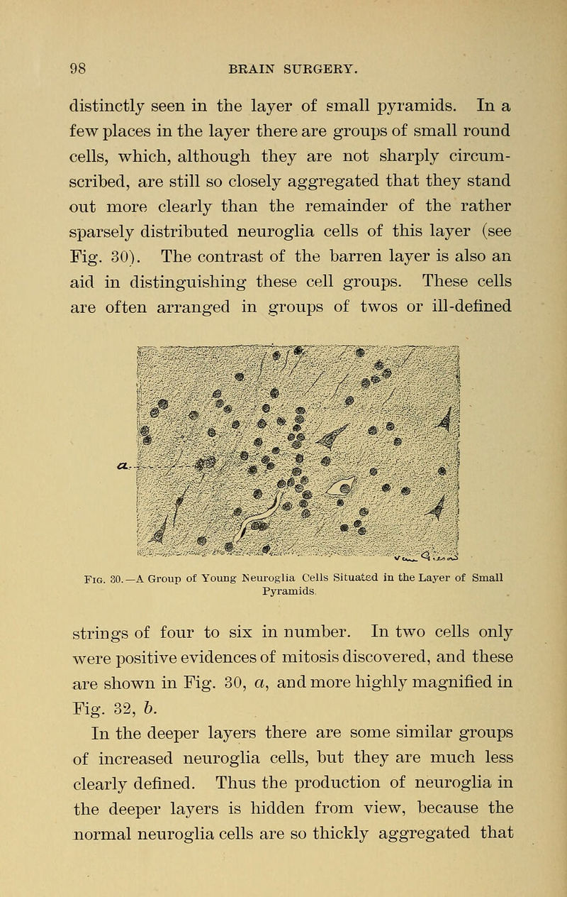 distinctly seen in the layer of small pyramids. In a few places in the layer there are groups of small round cells, which, although they are not sharply circum- scribed, are still so closely aggregated that they stand out more clearly than the remainder of the rather sparsely distributed neuroglia cells of this layer (see Fig. 30). The contrast of the barren layer is also an aid in distinguishing these cell groups. These cells are often arranged in groups of twos or ill-defined W£&i&5W .'.■ '■''' 7#73£ ■ ■ ;; @ Fig. 30.—A Group of Young Neuroglia Cells Situated in the Layer of Small Pyramids strings of four to six in number. In two cells only were positive evidences of mitosis discovered, and these are shown in Fig. 30, a, and more highly magnified in Fig. 32, b. In the deeper layers there are some similar groups of increased neuroglia cells, but they are much less clearly defined. Thus the production of neuroglia in the deeper layers is hidden from view, because the normal neuroglia cells are so thickly aggregated that