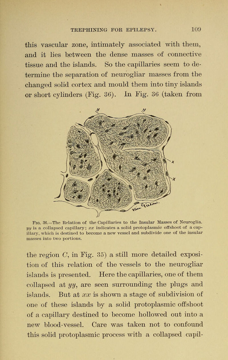 this vascular zone, intimately associated with them, and it lies between the dense masses of connective tissue and the islands. So the capillaries seem to de- termine the separation of neurogliar masses from the changed solid cortex and mould them into tiny islands or short cylinders (Fig. 36). In Fig. 36 (taken from FIG. 36.—The Relation of the Capillaries to the Insular Masses of Neuroglia. yy is a collapsed capillary; xx indicates a solid protoplasmic offshoot of a cap- illary, which is destined to become a new vessel and subdivide one of the insular masses into two portions. the region C, in Fig. 35) a still more detailed exposi- tion of this relation of the vessels to the neurogliar islands is presented. Here the capillaries, one of them collapsed at yy, are seen surrounding the plugs and islands. But at xx is shown a stage of subdivision of one of these islands by a solid protoplasmic offshoot of a capillary destined to become hollowed out into a new blood-vessel. Care was taken not to confound this solid protoplasmic process with a collapsed capil-