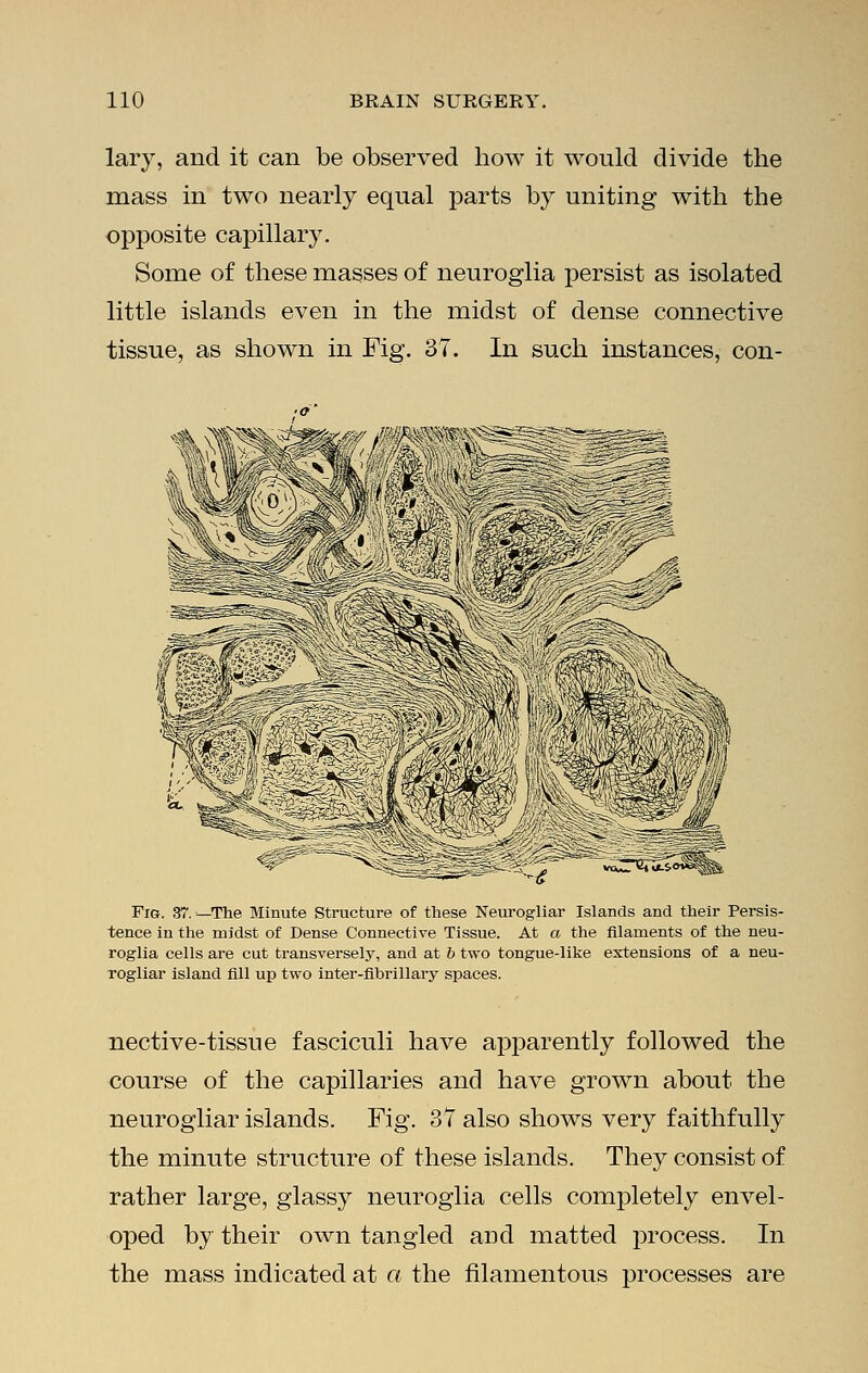 lary, and it can be observed how it would divide the mass in two nearly equal parts by uniting with the opposite capillary. Some of these masses of neuroglia persist as isolated little islands even in the midst of dense connective tissue, as shown in Fig. 37. In such instances, con- Fig. 37. —The Minute Structure of these Neurogliar Islands and their Persis- tence in the midst of Dense Connective Tissue. At a the filaments of the neu- roglia cells are cut transversely, and at b two tongue-like extensions of a neu- rogliar island fill up two inter-fihrillary spaces. nective-tissue fasciculi have apparently followed the course of the capillaries and have grown about the neurogliar islands. Fig. 37 also shows very faithfully the minute structure of these islands. They consist of rather large, glassy neuroglia cells completely envel- oped by their own tangled and matted process. In the mass indicated at a the filamentous processes are