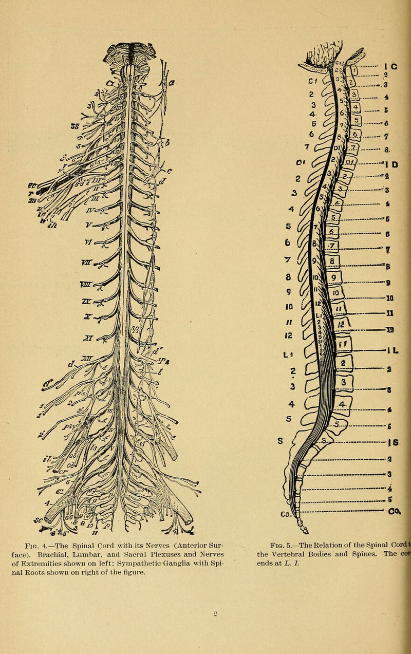 W; ■^-^j Fig. 4.—The Spinal Cord with its Nerves (Anterior Sur- face). Brachial, Lumbar, and Sacral Plexuses and Nerves of Extremities shown on left; Sympathetic Ganglia with Spi- nal Roots shown on right of the figure. CI .j.:> ^i Fig. 5.—The Relation of the Spinal Cordt the Vertebral Bodies and Spines. The cor ends at L. 1.