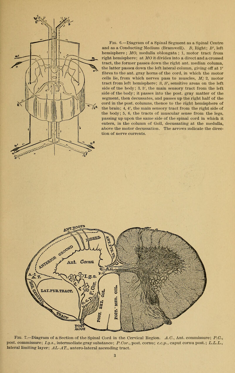 Fig. 6.—Diagram of a Spinal Segment as a Spinal Centre and as a Conducting Medium (BramweU). B, Right; B', left hemisphere ; MO, medulla oblongata ; 1, motor tract from right hemisphere; at MO it divides into a direct and a crossed tract, the former passes down the right ant. median column, the latter passes down the left lateral column, giving off at 1' fibres to the ant. gray horns of the cord, in which the motor cells lie, from which nerves pass to muscles, M; 2, motor tract from left hemisphere; S, S', sensitive areas on the left side of the body; .3, 3', the main sensory tract from the left side of the body; it passes into the post, gray matter of the segment, then decussates, and passes up the right half of the cord in the post, columns, thence to the right hemisphere of the brain; 4, 4', the main sensory tract from the right side of the body; 5, 6, the tracts of muscular sense from the legs, passing up upon the same side of the spinal cord in which it enters, in the column of Goll, decussating at the medulla, above the motor decussation. The arrows mdicate the direc- tion of nerve currents. SOO!* Fig. 7.—Diagram of a Section of the Spinal Cord in the Cervical Region. A.C, Ant. commissure; P.O., post, commissure; /..(/.s., intermediate gray substance; P.Coj-.,post. cornu; c.c.p., caput coi-nu post.; L.L.L., lateral limiting layer; AL-AT., antero-lateral ascending tract.