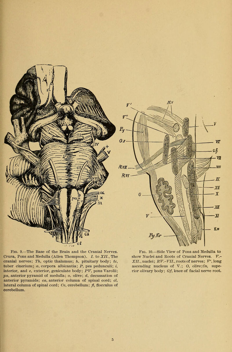 Fig. 9.—The Base of the Brain and the Cranial Nerves. Crura, Pons and Medulla (Allen Thompson). I. to XII., The cranial nerves; Th, optic thalamus; h, pituitary body; tc, tuber cinerium; a, corpora albicantia; P, pes pedunculi; i, interior, and e, exterior, geniculate body; PV, pons Varolii; pa, anterior pyramid of medulla; o, olive; d, decussation of anterior pyramids; ca, anterior column of spinal cord; c/, lateral column of spinal cord; Ce, cerebellum: fl, flocculus of cerebellum. Fig. 10.—Side View of Pons and Medulla to show Nuclei and Roots of Cranial Nerves. V.- XJ/.,nuclei; i?F.-F7I., roots of nerves; F, long ascending nucleus of V.; 0, olive;Os, supe- rior olivary body; Gf, knee of facial nerve root.