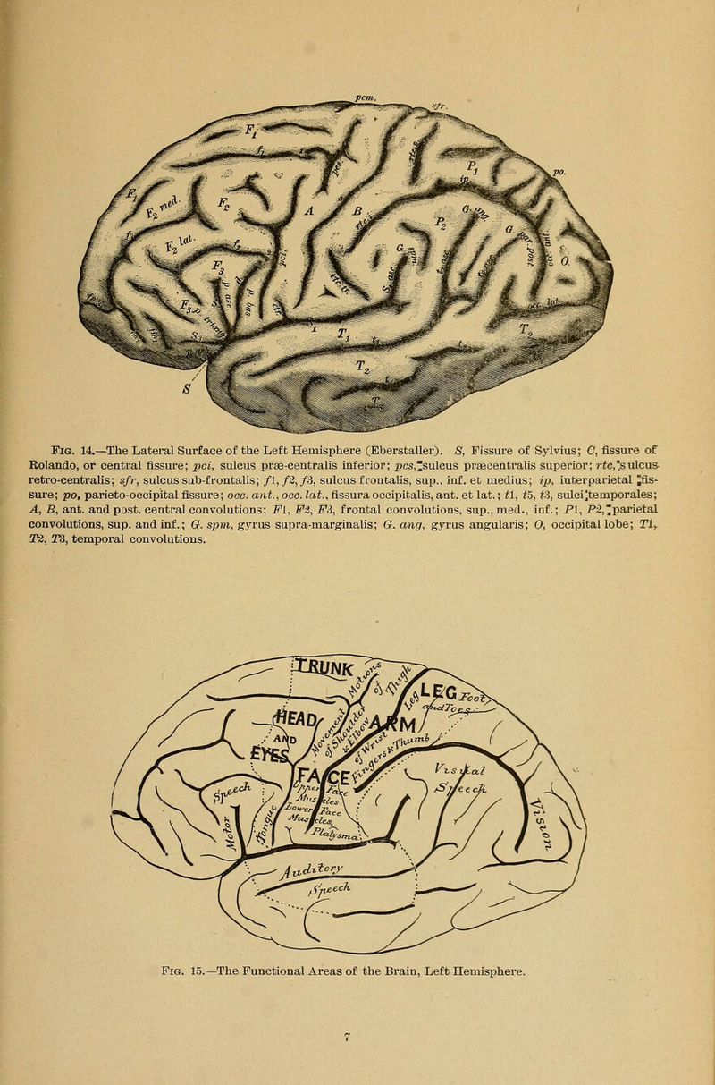 Fig. 14.—The Lateral Surface of the Left Hemisphere (Eberstaller). 8, Fissure of Sylvius; C, fissure of Rolando, or central fissure; pci, sulcus prse-centralis inferior; f>cs,sulcus prsecentralis superior; 7-ic,*sulcus- retro-centralis; sfr, sulcus sab-frontalis; fi,f2,f:i, sulcus frontalis, sup., inf. et medius; ip, interparietal As- sure; po, parieto-occipital fissure; occ. ant.,occ. lat., fissura occipitalis, aat. et lat.; tl, to, ti, sulci^temporales; A, B, ant. and post, central convolutions; Fi, FZ, F.% frontal coavolutious, sup., med., inf.; PI, P2,parietal convolutions, sup. and inf.; G. spm, gyrus supra-marginalis; G. ang, gyrus angularis; 0, occipital lobe; Tiy T2, r3, temporal convolutions. Fig. 15.—The Functional Areas of the Brain, Left Hemisphere.