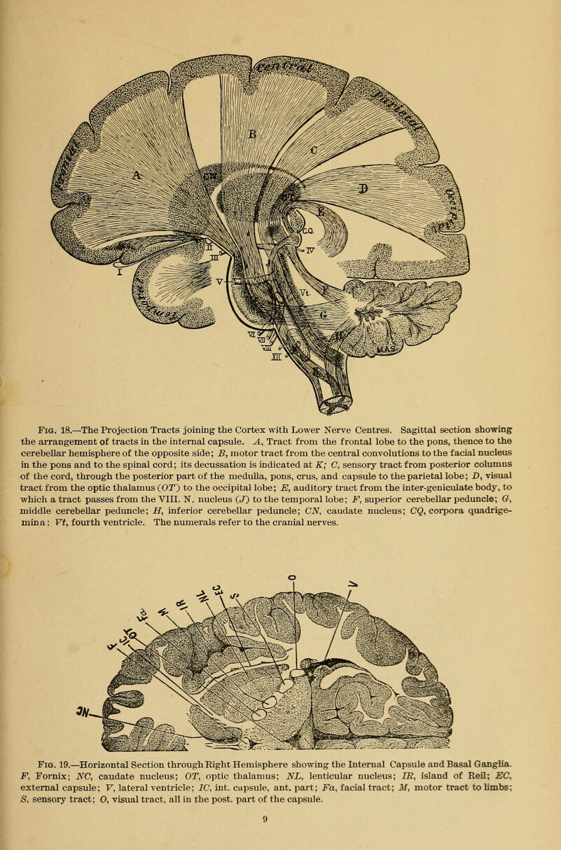 Fig. 18.—The Projection Tracts joining the Cortex with Lower Nerve Centres. Sagittal section showing the arrangement of tracts in the internal capsule. A, Tract from the frontal lobe to the pons, thence to the cerebellar hemisphere of the opposite side; B, motor tract from the central convolutions to the facial nucleus in the pons and to the spinal cord; its decussation is indicated at K; C, sensory tract from posterior columns of the cord, through the posterior part of the medulla, pons, cms, and capsule to the parietal lobe; D, visual tract from the optic thalamus (OT) to the occipital lobe; E, auditory tract from the inter-geniculate body, to which a tract passes from the VIII. N. nucleus (J) to the temporal lobe; F, superior cerebellar peduncle; G, middle cerebellar peduncle; H, inferior cerebellar peduncle; CN, caudate nucleus; CQ, corpora quadrige- mina; Vt, fourth ventricle. The numerals refer to the cranial nerves. Fig. 19.—Horizontal Section through Right Hemisphere showing the Internal Capsule and Basal Ganglia. F, Fornix; NO, caudate nucleus; OT, optic thalamus; NL, lenticular nucleus; IB, island of Rail; EC, external capsule; V, lateral ventricle; IC, int. capsule, ant. part; Fa, facial tract; M, motor tract to Umbs;