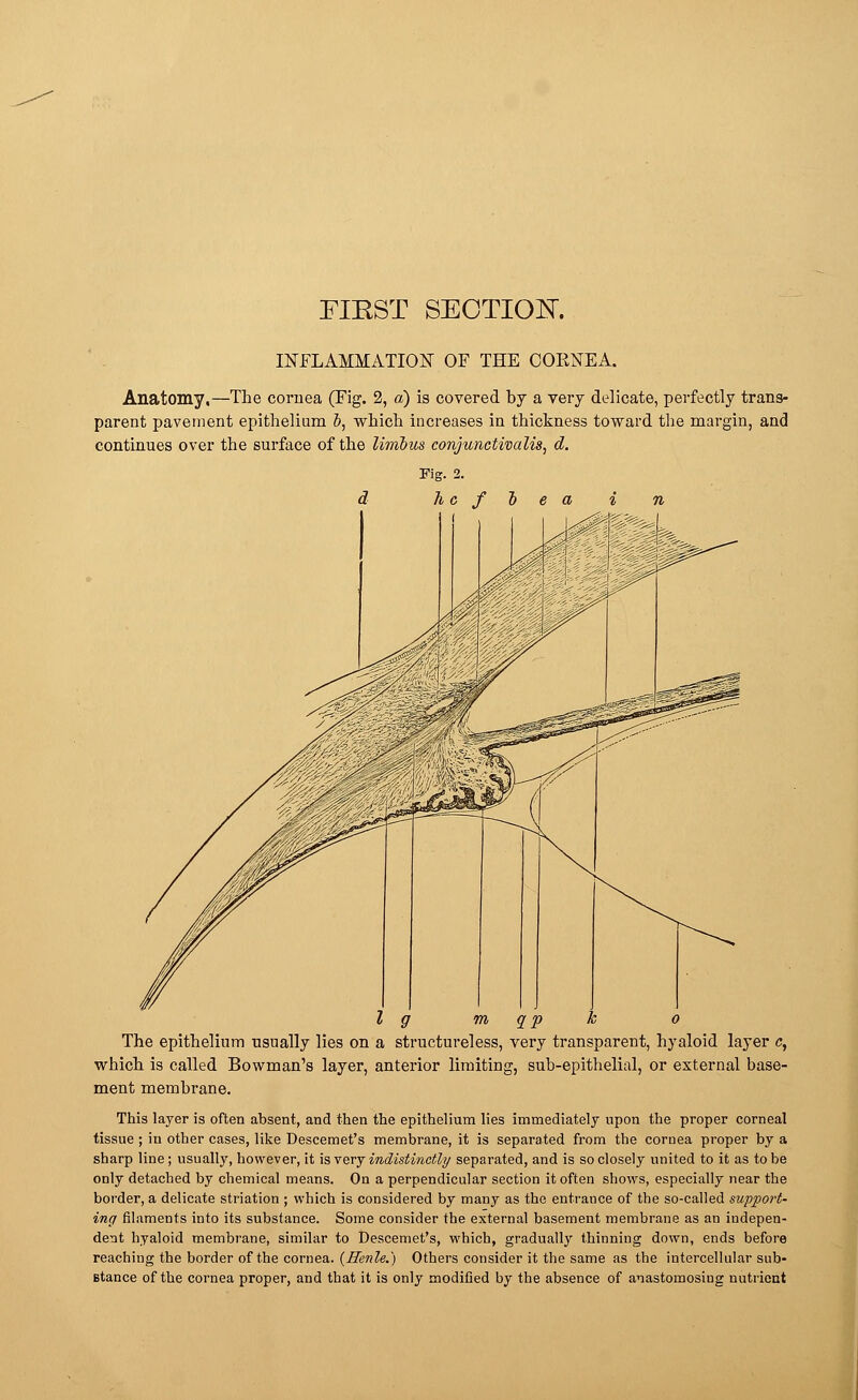 FIRST SECTION. INFLAMMATION OF THE CORNEA. Anatomy.—The cornea (Fig. 2, a) is covered by a very delicate, perfectly trans- parent pavement epithelium Z>, which increases in thickness toward the margin, and continues over the surface of the limbus conjunctivalis, d. Fig. 2. d h c f b e a i n I g m qp /c o The epithelium usually lies on a structureless, very transparent, hyaloid layer c, which is called Bowman's layer, anterior limiting, sub-epithelial, or external base- ment membrane. This layer is often absent, and then the epithelium lies immediately upon the proper corneal tissue ; in other cases, like Descemet's membrane, it is separated from the cornea proper by a sharp line; usually, however, it is very indistinctly separated, and is so closely united to it as to be only detached by chemical means. On a perpendicular section it often shows, especially near the border, a delicate striation ; which is considered by many as the entrance of the so-called support- ing filaments into its substance. Some consider the external basement membrane as an indepen- dent hyaloid membrane, similar to Descemet's, which, gradually thinning down, ends before reaching the border of the cornea. (Henle.) Others consider it the same as the intercellular sub- Btance of the cornea proper, and that it is only modified by the absence of anastomosiug nutrient