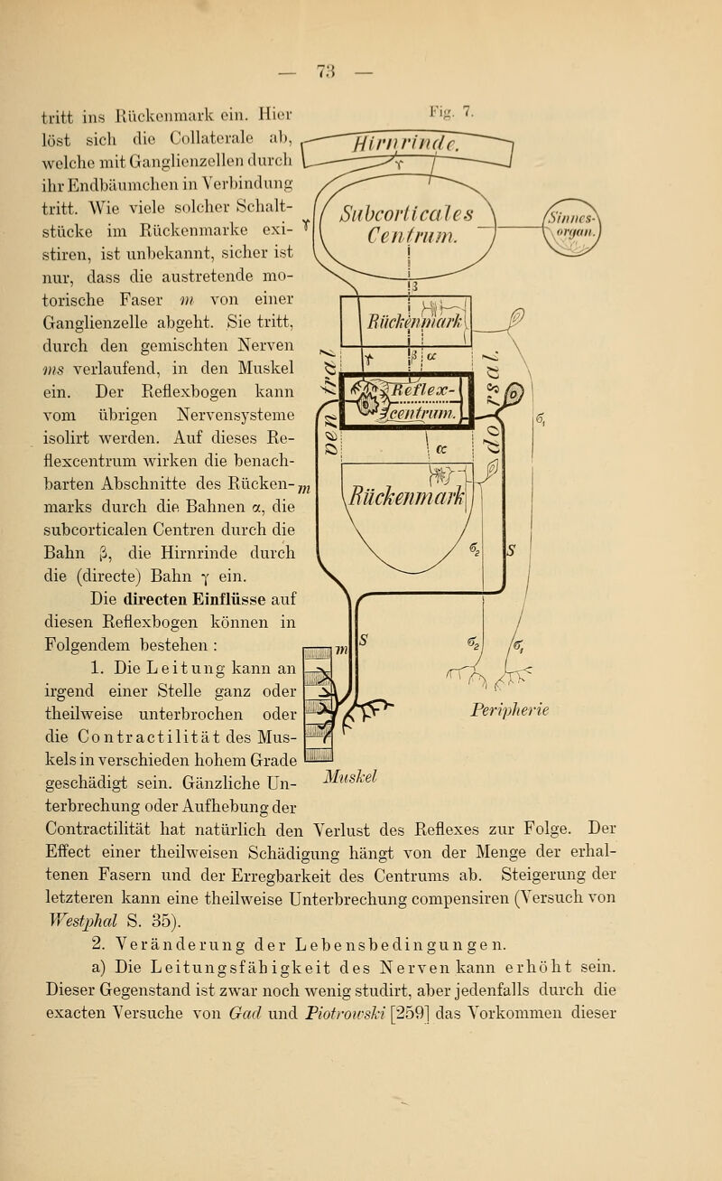 tritt ins Rückenmark ein. Hier '''^'- '?• löst sich die Collatorale al), welche mit Ganglienzellen durch ihr Endbäumchcn in Verbindung tritt. Wie viele solcher Schalt- stücke im Rückenmarke exi- stiren, ist unbekannt, sicher ist nur, dass die austretende mo- torische Faser m von einer Ganglienzelle abgeht. Sie tritt, durch den gemischten Nerven ms verlaufend, in den Muskel ein. Der Reflexbogen kann vom übrigen Nervensysteme isolirt werden. Auf dieses Re- fiexcentrum wirken die benach- barten Abschnitte des Rücken- marks durch die Bahnen a, die subcorticalen Centren durch die Bahn ß, die Hirnrinde durch die (directe) Bahn y ein. Die directen Einflüsse auf diesen Reflexbogen können in Folgendem bestehen : 1. Die Leitung kann an irgend einer Stelle ganz oder theilweise unterbrochen oder die Contractilität des Mus- kels in verschieden hohem Grade geschädigt sein. Gänzliche Un- terbrechung oder Aufhebung der Contractilität hat natürlich den Verlust des Reflexes zur Folge. Der Effect einer theilweisen Schädigung hängt von der Menge der erhal- tenen Fasern und der Erregbarkeit des Centrums ab. Steigerung der letzteren kann eine theilweise Unterbrechung compensiren (Versuch von V/estjphal S. 35). 2. Veränderung der Lebensbedingungen. a) Die Leitungsfähigkeit des Nerven kann erhöht sein. Dieser Gegenstand ist zwar noch wenig studirt, aber jedenfalls durch die exacten Versuche von Gad und Piofrowsli [259] das Vorkommen dieser Peripherie Muskel