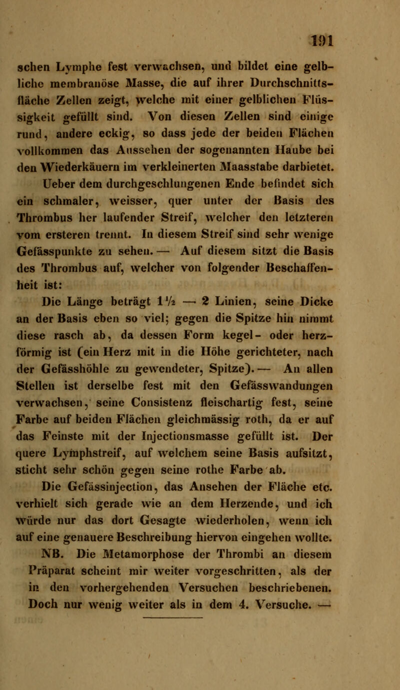 sehen Lymphe fest verwachsen, und bildet eine gelb- liche membranöse Masse, die auf ihrer Durchschnitts- fläche Zellen zeigt, welche mit einer gelblichen Flüs- siffkeit «refüllt sind. Von diesen Zellen sind einigre rund, andere eckig, so dass jede der beiden Flächen vollkommen das Aussehen der sogenannten Haube bei den Wiederkäuern im verkleinerten Maasstabe darbietet, lieber dem durchgeschlungenen Ende befindet sich ein schmaler, weisser, quer unter der Basis des Thrombus her laufender Streif, welcher den letzteren vom ersteren trennt. In diesem Streif sind sehr wenige Gefasspunkte zu sehen. — Auf diesem sitzt die Basis des Thrombus auf, welcher von folgender Beschaffen- heit ist: Die Länge beträgt IV2 —-2 Linien, seine Dicke an der Basis eben so viel; gegen die Spitze hin nimmt diese rasch ab, da dessen Form kegel- oder herz- förmig ist (ein Herz mit in die Höhe gerichteter, nach der Gefftsshöhle zu gewendeter, Spitze).— An allen Stellen ist derselbe fest mit den Gefasswandungen verwachsen, seine Consistenz fleischartig fest, seine Farbe auf beiden Flächen gleichmässig roth, da er auf das Feinste mit der Injectionsmasse gefüllt ist. Der quere Lymphstreif, auf welchem seine Basis aufsitzt, sticht sehr schön gegen seine rothe Farbe ab. Die Gefässinjection, das Ansehen der Fläche etc. verhielt sich gerade wie an dem Herzende, und ich würde nur das dort Gesagte wiederholen, wenn ich auf eine genauere Beschreibung hiervon eingehen wollte. NB. Die Metamorphose der Thrombi an diesem Präparat scheint mir weiter vorgeschritten, als der in den vorhergehenden Versuchen beschriebenen. Doch nur wenig weiter als in dem 4. Versuche. —