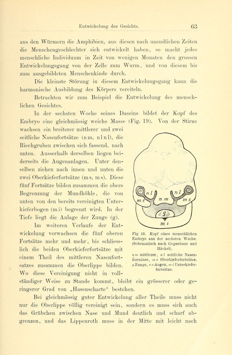 aus den Würmern die Amphibien, aus diesen nacli unendlichen Zeiten die Menschengeschlechter sich entwickelt haben, so macht jedes menschliche Individuum in Zeit von wenigen Monaten den grossen Entwickelungsgang von der Zelle zum Wurm, und von diesem bis zum ausgebildeten Menschenkinde durch. Die kleinste Störung in diesem Entwickelungsgang kann die harmonische Ausbildung des Körpers vereiteln. Betrachten wir zum Beispiel die Entwickelung des mensch- lichen Gesichtes. In der sechsten Woche seines Daseins bildet der Kopf des Embryo eine gleichmässig weiche Masse (Fig. 19). Von der Stirne wachsen ein breiterer mittlerer und zwei seitliche Nasenfortsätze (nm, nlnl), die Riechgruben zwischen sich fassend, nach unten. Ausserhalb derselben liegen bei- derseits die Augenanlagen. Unter den- selben ziehen nach innen und unten die zwei Oberkieferfortsätze (ms, ms). Diese fünf Fortsätze bilden zusammen die obere Begrenzung der Mundhöhle, die von unten von den bereits vereinigten Unter- kieferbogen (mi) begrenzt wird. In der Tiefe liegt die Anlage der Zunge (g). Im weiteren Verlaufe der Ent- wickelung verwachsen die fünf oberen Fortsätze mehr und mehr, bis schliess- lich die beiden Oberkieferfortsätze mit einem Theil des mittleren Nasenfort- satzes zusammen die Oberlippe bilden. Wo diese Vereinigung nicht in voll- ständiger Weise zu Stande kommt, bleibt ein grösserer oder ge- ringerer Grad von „Hasenscharte bestehen. Bei gleichmässig guter Entwickelung aller Theile muss nicht nur die Oberlippe völlig vereinigt sein, sondern es muss sich auch das Grübchen zwischen Nase und Mund deutlich und scharf ab- grenzen, und das Lippenroth muss in der Mitte mit leicht nach Fig 19. Kopf eines menschlichen Embryo aus der sechsten Woche. (Schematisch nach Gegenbaur und Häckel). nm mittlerer, nl seitliche Nasen- fortsätze, ms Oberkieferfortsätze, g Zunge, o o Augen, m i Unterkiefer- fortsätze.