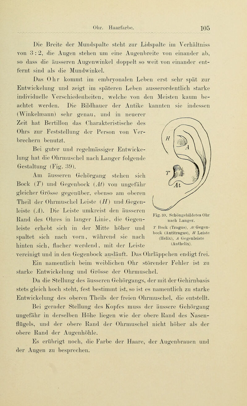 Die Breite der Mundspalte stellt zur Lidspalte im Verhältniss von 3:2, die Augen stehen um eine Augenbreite von einander ab, so dass die äusseren Augenwinkel do]3pelt so weit von einander ent- fernt sind als die Mundwinkel. Das Obr kommt im embryonalen Leben erst sebr spät zur Entwickelung und zeigt im späteren Leben ausserordentlicb starke individuelle Verschiedenheiten, welche von den Meisten kaum be- achtet werden. Die Bildhauer der Antike kannten sie indessen (Winkelmann) sehr genau, und in neuerer Zeit hat Bertillon das Charakteristische des Ohrs zur Feststellung der Person von Ver- brechern benutzt. Bei guter und regelmässiger Entwicke- lung hat die Ohrmuschel nach Langer folgende Gestaltung (Fig. 39). Am äusseren Gehörgang stehen sich Bock (D und Gegenbock (At) von ungefähr gleicher Grösse gegenüber, ebenso am oberen Theil der Ohrmuschel Leiste (H) und .Gegen- leiste (Ä). Die Leiste umkreist den äusseren Rand des Ohres in langer Linie, die Gegen- leiste erhebt sich in der Mitte höher und spaltet sich nach vorn, während sie nach hinten sich, flacher werdend, mit der Leiste vereinigt und in den Gegenbock ausläuft. Das Ohrläppchen endigt frei. Ein namentlich beim weiblichen Ohr störender Fehler ist zu starke Entwickelung und Grösse der Ohrmuschel. Da die Stellung des äusseren Gehörgangs, der mit der Gehirnbasis stets gleich hoch steht, fest bestimmt ist, so ist es namentlich zu starke Entwickelung des oberen Theils der freien Ohrmuschel, die entstellt. Bei gerader Stellung des Kopfes muss der äussere Gehörgang ungefähr in derselben Höhe liegen wie der obere Rand des Nasen- flügels, und der obere Rand der Ohrmuschel nicht höher als der obere Rand der Augenhöhle. Es erübrigt noch, die Farbe der Haare, der Augenbrauen und der Augen zu besprechen. Fig. 39. Schöngebildetes Ohr nach Langer. T Bock (Tragus), At Gegen- bock (Antitragus), H Leiste (Helix), A Gegenleiste (Anthelix).