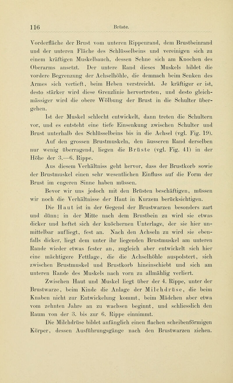 Vorderfläclie der Brust vom unteren Rippenrand, dem Brustbeinrand und der unteren Fläche des Schlüsselbeins und vereinigen sich zu einem kräftigen Muskelbauch, dessen Sehne sich am Knochen des Oberarms ansetzt. Der untere Rand dieses Muskels bildet die vordere Begrenzung der Achselhöhle, die demnach beim Senken des Armes sich vertieft, beim Heben verstreicht. Je kräftiger er ist, desto stärker wird diese Grenzlinie hervortreten, und desto gleich- massiger wird die obere Wölbung der Brust in die Schulter über- gehen. Ist der Muskel schlecht entwickelt, dann treten die Schultern vor, und es entsteht eine tiefe Einsenkung zwischen Schulter und Brust unterhalb des Schlüsselbeins bis in die Achsel (vgl. Fig. 19). Auf den grossen Brustmuskeln, den äusseren Rand derselben nur wenig überragend, liegen die Brüste (vgl. Fig. 41) in der Höhe der 3.—6. Rippe. Aus diesem Yerhältniss geht hervor, dass der Brustkorb sowie der Brustmuskel einen sehr wesentlichen Einfluss auf die Form der Brust im engeren Sinne haben müssen. Bevor wir uns jedoch mit den Brüsten beschäftigen, müssen wir noch die Verhältnisse der Haut in Kurzem berücksichtigen. Die Haut ist in der Gegend der Brustwarzen besonders zart und dünn; in der Mitte nach dem Brustbein zu wird sie etwas dicker und heftet sich der knöchernen Unterlage, der sie hier un- mittelbar auf liegt, fest an. Nach den Achseln zu wird sie eben- falls dicker, liegt dem unter ihr liegenden Brustmuskel am unteren Rande wieder etwas fester an, zugleich aber entwickelt sich hier eine mächtigere Fettlage, die die Achselhöhle auspolstert, sich zwischen Brustmuskel und Brustkorb hineinschiebt und sich am unteren Rande des Muskels nach vorn zu allmählig verliert. Zwischen Haut und Muskel liegt über der 4. Rippe, unter der Brustwarze, beim Kinde die Anlage der Milchdrüse, die beim Knaben nicht zur Entwickelung kommt, beim Mädchen aber etwa vom zehnten Jahre an zu wachsen beginnt, und schliesslich den Raum von der 3. bis zur 6. Rippe einnimmt. Die Milchdrüse bildet anfänglich einen flachen scheibenförmigen Körper, dessen Ausführungsgänge nach den Brustwarzen ziehen.