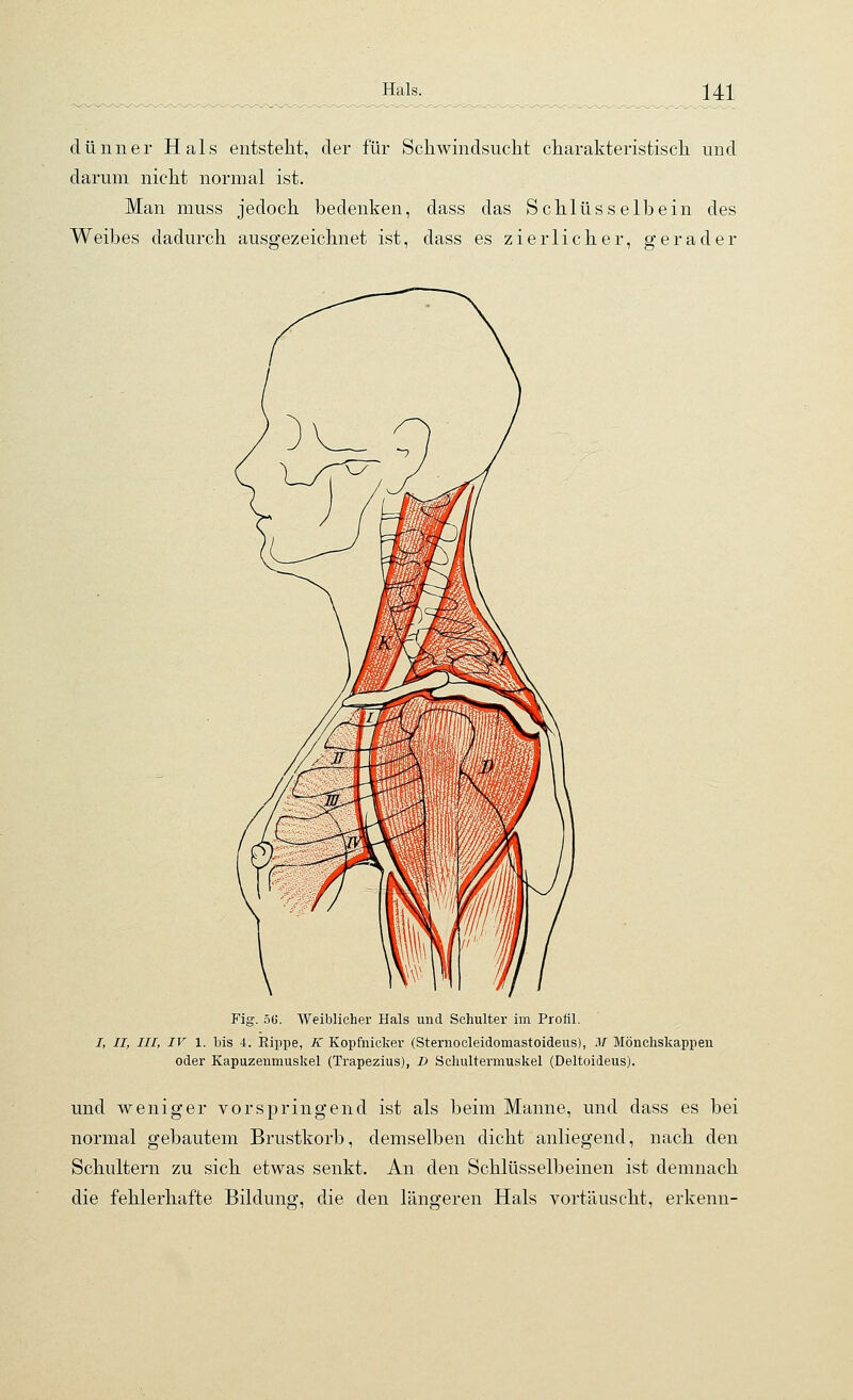 dünner Hals entstellt, der für Schwindsucht charakteristisch und darum nicht normal ist. Man muss jedoch bedenken, dass das Schlüsselbein des Weibes dadurch ausgezeichnet ist, dass es zierlicher, gerader Fig. 56. Weiblicher Hals und Schulter im Profil. /, II, III, IV 1. bis 4. Rippe, K Kopfnicker (Sternocleidomastoideus), M Mönchskappen oder Kapuzenmuskel (Trapezius), D Schultermuskel (Deltoideus). und weniger vorspringend ist als beim Manne, und dass es bei normal gebautem Brustkorb, demselben dicht anliegend, nach den Schultern zu sich etwas senkt. An den Schlüsselbeinen ist demnach die fehlerhafte Bildung, die den längeren Hals vortäuscht, erkenn-