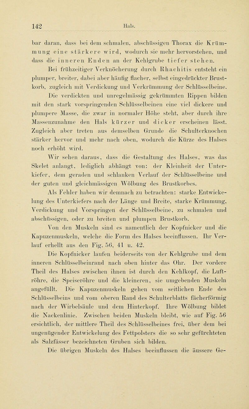 bar daran, dass bei dem schmalen, abschüssigen Thorax die Krüm- mung eine stärkere wird, wodurch sie mehr hervorstehen, und dass die inneren Enden an der Kehlgrube tiefer stehen. Bei frühzeitiger Verknöcherung durch Rhachitis entsteht ein plumper, breiter, dabei aber häufig flacher, selbst eingedrückter Brust- korb, zugleich mit Verdickung und Verkrümmung der Schlüsselbeine. Die verdickten und unregelmässig gekrümmten Rippen bilden mit den stark vorspringenden Schlüsselbeinen eine viel dickere und plumpere Masse, die zwar in normaler Höhe steht, aber durch ihre Massenzunahme den Hals kürzer und dicker erscheinen lässt. Zugleich aber treten aus demselben Grrunde die Schulterknochen stärker hervor und mehr nach oben, wodurch die Kürze des Halses noch erhöht wird. Wir sehen daraus, dass die Grestaltung des Halses, was das Skelet anlangt, lediglich abhängt von: der Kleinheit der Unter- kiefer, dem geraden und schlanken Verlauf der Schlüsselbeine und der guten und gleichmässigen Wölbung des Brustkorbes. Als Fehler haben wir demnach zu betrachten: starke Entwicke- lung des Unterkiefers nach der Länge und Breite, starke Krümmung, Verdickung und Vorspringen der Schlüsselbeine, zu schmalen und abschüssigen, oder zu breiten und plumpen Brustkorb. Von den Muskeln sind es namentlich der Kopfnicker und die Kapuzenmuskeln, welche die Form des Halses beeinflussen. Ihr Ver- lauf erhellt aus den Fig. 56, 41 u. 42. Die Kopfnicker laufen beiderseits von der Kehlgrube und dem inneren Schlüsselbeinrand nach oben hinter das Ohr. Der vordere Theil des Halses zwischen ihnen ist durch den Kehlkopf, die Luft- röhre, die Speiseröhre und die kleineren, sie umgebenden Muskeln angefüllt. Die Kapuzenmuskeln gehen vom seitlichen Ende des Schlüsselbeins und vom oberen Rand des Schulterblatts fächerförmig nach der Wirbelsäule und dem Hinterkopf. Ihre Wölbung bildet die Nackenlinie. Zwischen beiden Muskeln bleibt, wie auf Fig. 56 ersichtlich, der mittlere Theil des Schlüsselbeines frei, über dem bei ungenügender Entwickelung des Fettpolsters die so sehr gefürchteten als Salzfässer bezeichneten Gruben sich bilden. Die übrigen Muskeln des Halses beeinflussen die äussere Ge-