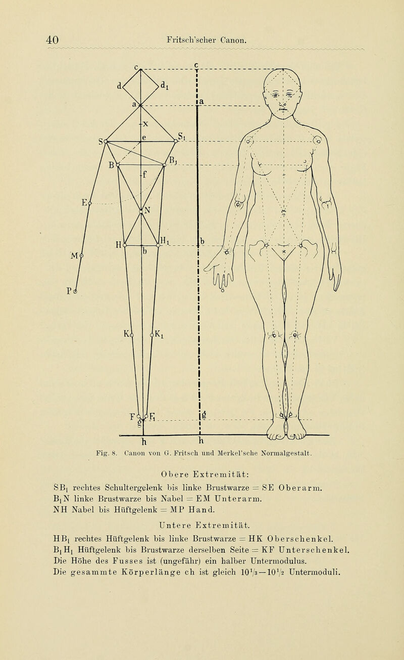 Fig. 8. Canon von G-. Fritsch und Merkel'sche Normalgestalt. Obere Extremität: SB[ rechtes Schultergelenk bis linke Brustwarze = SE Oberarm. BjN linke Brustwarze bis Nabel = EM Unterarm. NH Nabel bis Hüftgelenk = MP Hand. Untere Extremität. HB| rechtes Hüftgelenk bis linke Brustwarze = HK Oberschenkel. BjHj Hüftgelenk bis Brustwarze derselben Seite = KF Unterschenkel. Die Höhe des Fusses ist (ungefähr) ein halber Untermodulus. Die gesammte Körperlänge ch ist gleich 10Vs —101/2 Untermoduli.