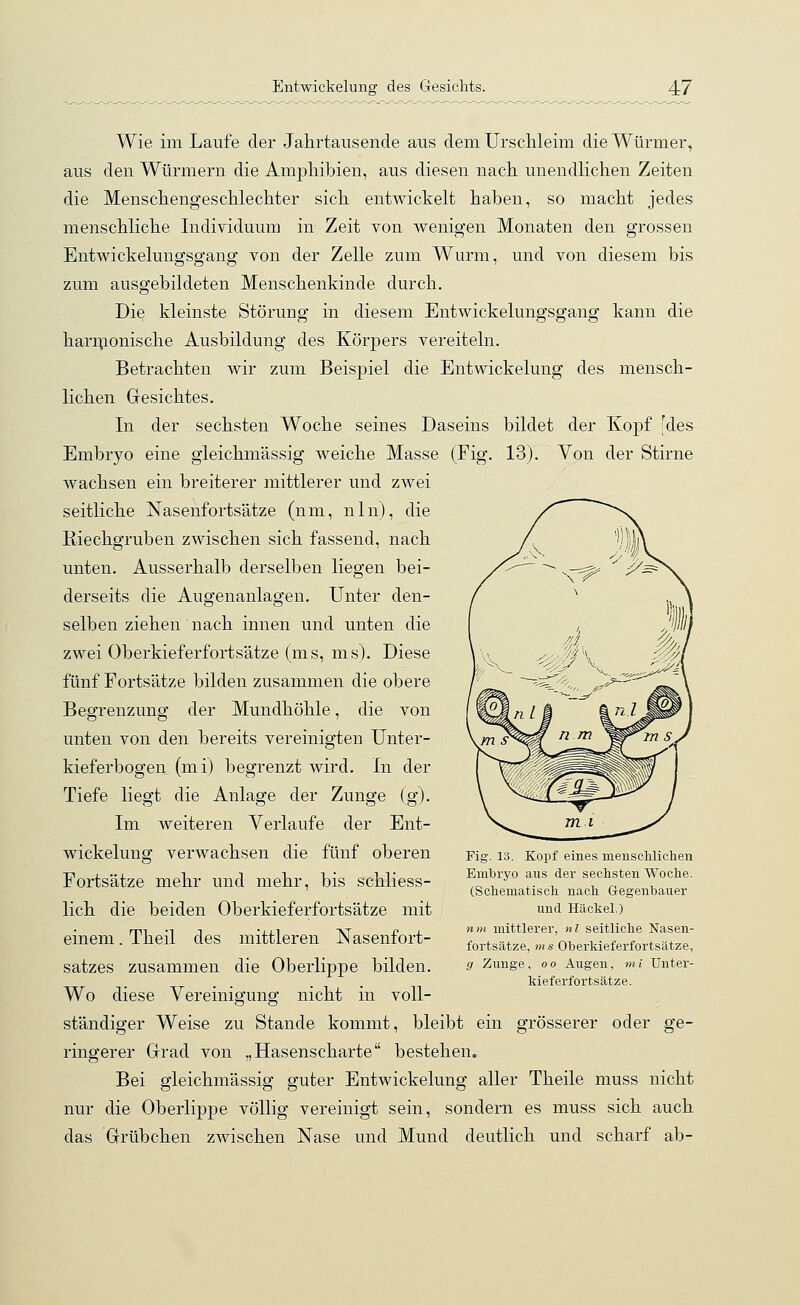 Wie im Laufe der Jahrtausende aus dem Urschleim die Würmer, aus den Würmern die Amphibien, aus diesen nach unendlichen Zeiten die Menschengeschlechter sich entwickelt haben, so macht jedes menschliche Individuum in Zeit von wenigen Monaten den grossen Entwicklungsgang von der Zelle zum Wurm, und von diesem bis zum ausgebildeten Menschenkinde durch. Die kleinste Störung in diesem Entwickelungsgang kann die harmonische Ausbildung des Körpers vereiteln. Betrachten wir zum Beispiel die Entwickelung des mensch- lichen Gesichtes. In der sechsten Woche seines Daseins bildet der Kopf [des Embryo eine gleichmässig weiche Masse (Fig. 13). Von der Stirne wachsen ein breiterer mittlerer und zwei seitliche Nasenfortsätze (nm, nln), die Kiechgruben zwischen sich fassend, nach unten. Ausserhalb derselben liegen bei- derseits die Augenanlagen. Unter den- selben ziehen nach innen und unten die zwei Oberkieferfortsätze (ms, ms). Diese fünf Fortsätze bilden zusammen die obere Begrenzung der Mundhöhle, die von unten von den bereits vereinigten Unter- kieferbogen (mi) begrenzt wird. In der Tiefe liegt die Anlage der Zunge (g). Im weiteren Verlaufe der Ent- wickelung verwachsen die fünf oberen Fortsätze mehr und mehr, bis schliess- lich die beiden Oberkieferfortsätze mit einem. Theil des mittleren Nasenfort- satzes zusammen die Oberlippe bilden. Wo diese Vereinigung nicht in voll- ständiger Weise zu Stande kommt, bleibt ein grösserer oder ge- ringerer Grad von „Hasenscharte bestehen. Bei gleichmässig guter Entwickelung aller Theile muss nicht nur die Oberlippe völlig vereinigt sein, sondern es muss sich auch das Grübchen zwischen Nase und Mund deutlich und scharf ab- Fig. 13. Kopf eines menschlichen Embryo ans der sechsten Woche. (Schematisch nach Gegenbauer und Häckel.) nm mittlerer, nl seitliche Nasen- fortsätze, m s Oberkieferfortsätze, g Zunge, oo Augen, mi Unter- kieferfortsätze.