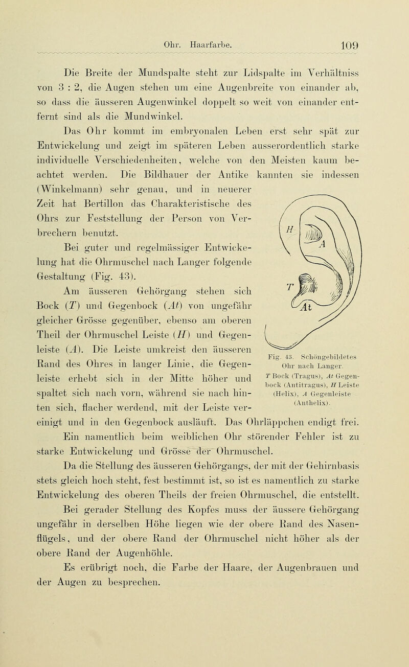 Die Breite der Mundspalte stellt zur Lidspalte im Verhältniss von 3 : 2, die Augen stehen um eine Augenbreite von einander ab, so dass die äusseren Augenwinkel doppelt so weit von einander ent- fernt sind als die Mundwinkel. Das Ohr kommt im embryonalen Leben erst sehr spät zur Entwickelung und zeigt im späteren Leben ausserordentlich starke individuelle Verschiedenheiten, welche von den Meisten kaum be- achtet werden. Die Bildhauer der Antike kannten sie indessen (Winkelmann) sehr genau, und in neuerer Zeit hat Bertillon das Charakteristische des Ohrs zur Feststellung der Person von Ver- brechern benutzt. Bei guter und regelmässiger Entwicke- lung hat die Ohrmuschel nach Langer folgende Gestaltung (Fig. 43). Am äusseren Gehörgang stehen sich Bock (T) und Gegenbock (At) von ungefähr gleicher Grösse gegenüber, ebenso am oberen Theil der Ohrmuschel Leiste (#) und Gegen- leiste (A). Die Leiste umkreist den äusseren Rand des Ohres in langer Linie, die Gegen- leiste erhebt sich in der Mitte höher und spaltet sich nach vorn, während sie nach hin- ten sich, flacher werdend, mit der Leiste ver- einigt und in den Gegenbock ausläuft. Das Ohrläppchen endigt frei. Ein namentlich beim weiblichen Ohr störender Fehler ist zu starke Entwickelung und Grösse der Ohrmuschel. Da die Stellung des äusseren Gehörgangs, der mit der Gehirnbasis stets gleich hoch steht, fest bestimmt ist, so ist es namentlich zu starke Entwickelung des oberen Theils der freien Ohrmuschel, die entstellt. Bei gerader Stellung des Kopfes muss der äussere Gehörgang ungefähr in derselben Höhe liegen wie der obere Rand des Nasen- flügels , und der obere Rand der Ohrmuschel nicht höher als der obere Rand der Augenhöhle. Es erübrigt noch, die Farbe der Haare, der Augenbrauen und der Augen zu besprechen. Fig. 43. Scköngebildetes Olir nach Langer. TBock (Tragus), At Gegen- bock (Antitragus), H Leiste (Helix), A Gegenleiste (Antlielix).