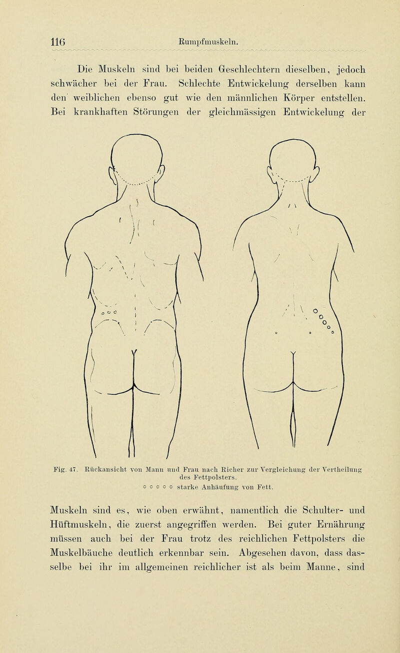 Die Muskeln sind bei beiden Geschlechtern dieselben, jedoch schwächer bei der Frau. Schlechte Entwicklung derselben kann den' weiblichen ebenso gut wie den männlichen Körper entstellen. Bei krankhaften Störungen der orleichmässio;en Entwickelunff der Fig. 47. Rückansicht von Mann und Frau nach Richer zur Vergleichung der Vertheilung des Fettpolsters. ooooo starke Anhäufung von Fett. Muskeln sind es, wie oben erwähnt, namentlich die Schulter- und Hüftmuskeln, die zuerst angegriffen werden. Bei guter Ernährung müssen auch bei der Frau trotz des reichlichen Fettpolsters die Muskelbäuche deutlich erkennbar sein. Abgesehen davon, dass das- selbe bei ihr im allgemeinen reichlicher ist als beim Manne, sind