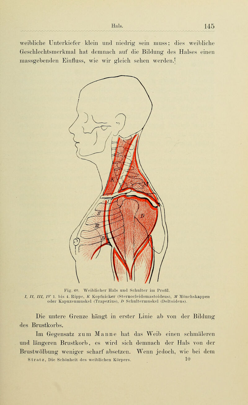 weibliche Unterkiefer klein und niedrig sein muss; dies weibliche Geschlechtsmerkmal hat demnach auf die Bildung des Halses einen massgebenden Einfluss, wie wir gleich sehen werdenJ Fig. 60. Weiblicher Hals und Schulter im Profil. I, II, III, IV l. bis 4. Rippe, K Kopfnicker (Sternocleidomastoideus), M Mönchskappen oder Kapuzenmuskel (Trapezius), D Schultermuskel (Deltoideus). Die untere Grenze hängt in erster Linie ab von der Bildung des Brustkorbs. Im Gegensatz zum Manne hat das Weib einen schmäleren und längeren Brustkorb, es wird sich demnach der Hals von der Brustwölbung weniger scharf absetzen. Wenn jedoch, wie bei dem Stratz, Die Schönheit des weiblichen Körpers. 10