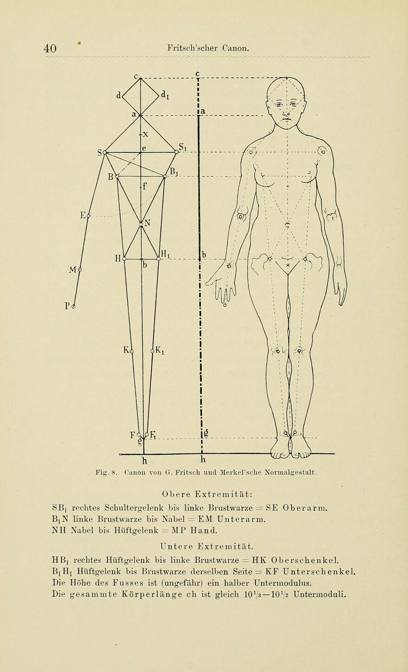 Fig. 8. Canon von G-. Fritsch und Merkel'sche Normalgestalt. Obere Extremität: SB| rechtes Schultergelenk bis linke Brustwarze = SE Oberarm. BiN linke Brustwarze bis Nabel = EM Unterarm. NH Nabel bis Hüftgelenk = MP Hand. Untere Extremität. HB| rechtes Hüftgelenk bis linke Brustwarze = HK Oberschenkel. BjHj Hüftgelenk bis Brustwarze derselben Seite = KF Unterschenkel. Die Höhe des Fusses ist (ungefähr) ein halber Untermodulus. Die gesammte Körperlänge ch ist gleich lOV^ —IOV2 Untermoduli.