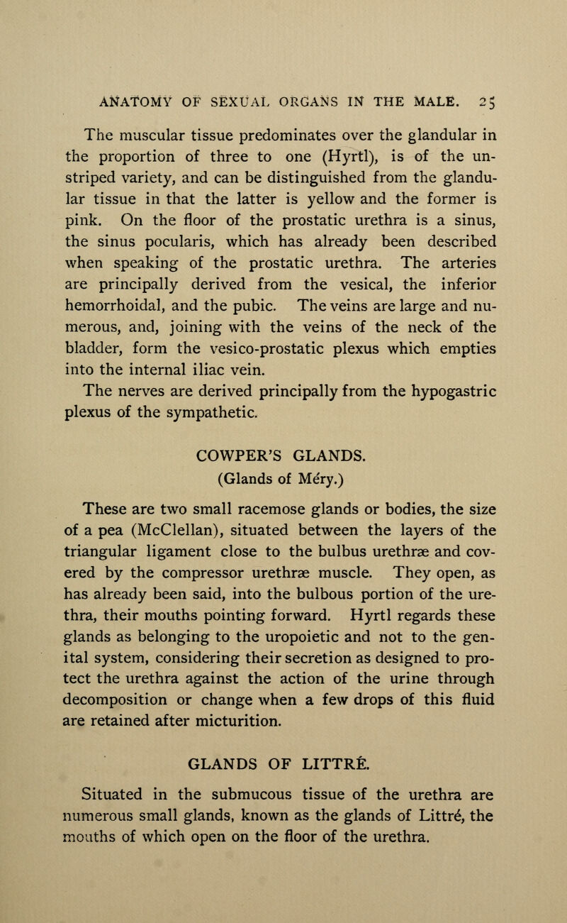 The muscular tissue predominates over the glandular in the proportion of three to one (Hyrtl), is of the un- striped variety, and can be distinguished from the glandu- lar tissue in that the latter is yellow and the former is pink. On the floor of the prostatic urethra is a sinus, the sinus pocularis, which has already been described when speaking of the prostatic urethra. The arteries are principally derived from the vesical, the inferior hemorrhoidal, and the pubic. The veins are large and nu- merous, and, joining with the veins of the neck of the bladder, form the vesico-prostatic plexus which empties into the internal iliac vein. The nerves are derived principally from the hypogastric plexus of the sympathetic. COWPER'S GLANDS. (Glands of Mery.) These are two small racemose glands or bodies, the size of a pea (McClellan), situated between the layers of the triangular ligament close to the bulbus urethrae and cov- ered by the compressor urethrae muscle. They open, as has already been said, into the bulbous portion of the ure- thra, their mouths pointing forward. Hyrtl regards these glands as belonging to the uropoietic and not to the gen- ital system, considering their secretion as designed to pro- tect the urethra against the action of the urine through decomposition or change when a few drops of this fluid are retained after micturition. GLANDS OF LITTR& Situated in the submucous tissue of the urethra are numerous small glands, known as the glands of Littrd, the mouths of which open on the floor of the urethra.