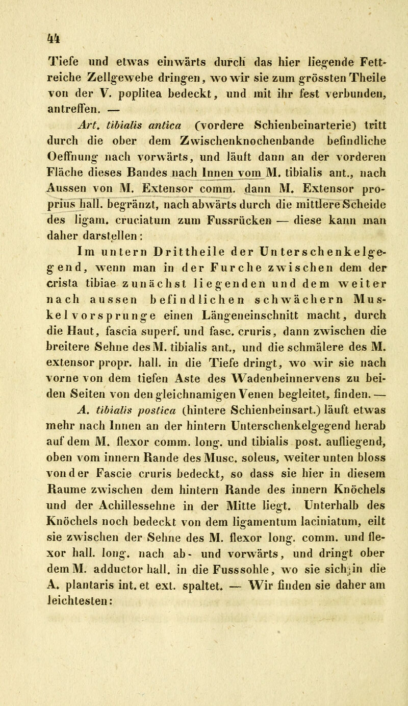Tiefe und etwas einwärts durch das hier liegende Fett- reiche Zellgewehe dringen, wo wir sie zum grössten Theile von der V. poplitea bedeckt, und mit ihr fest verbunden, antreffen. — Art^ tibialis antica Cvordere Schienbeinarterie) tritt durch die ober dem Zvvischenknochenbande befindliche Oeffnung nach vorwärts, und läuft dann an der vorderen Fläche dieses Bandes nach innen vom M. tibialis ant., nach Aussen von M. Extensor comm. dann M» Extensor pro- prius hall, begränzt, nach abwärts durch die mittlere Scheide des ligam, cruciatum zum Fussrücken — diese kann man daher darstellen: Im untern Drittheile der Unterschenkelge- g*end, wenn man in der Furche zwischen dem der crista tibiae zunächst liegenden und dem weiter nach aussen befindlichen schwachem Mus- kel vors prunge einen Längeneinschnitt macht, durch die Haut, fascia superf, und fasc, cruris, dann zwischen die breitere Sehne des M. tibialis ant., und die schmälere des M. extensor propr. hall, in die Tiefe dringt, wo wir sie nach vorne von dem tiefen Aste des Wadenbeinnervens zu bei- den Seiten von den gleichnamigen Venen begleitet, finden.— A. tibialis postica (hintere Schienbeinsart.) läuft etwas mehr nach Innen an der hintern Unterschenkelgegend herab auf dem M* flexor comm. long, und tibialis post. aufliegend, oben vom innern Rande des Muse, soleus, weiter unten bloss von der Fascie cruris bedeckt^ so dass sie hier in diesem Räume zwischen dem hintern Rande des innern Knöchels und der Achillessehne in der Mitte liegt. Unterhalb des Knöchels noch bedeckt von dem ligamentum laciniatum, eilt sie zwischen der Sehne des M. flexor long. comm. und fle- xor hall. long, nach ab- und vorwärts, und dringt ober demM. adductor hall, in die Fusssohle, wo sie sich:»in die A. plantaris int. et ext. spaltet. — Wir finden sie daher am leichtesten: