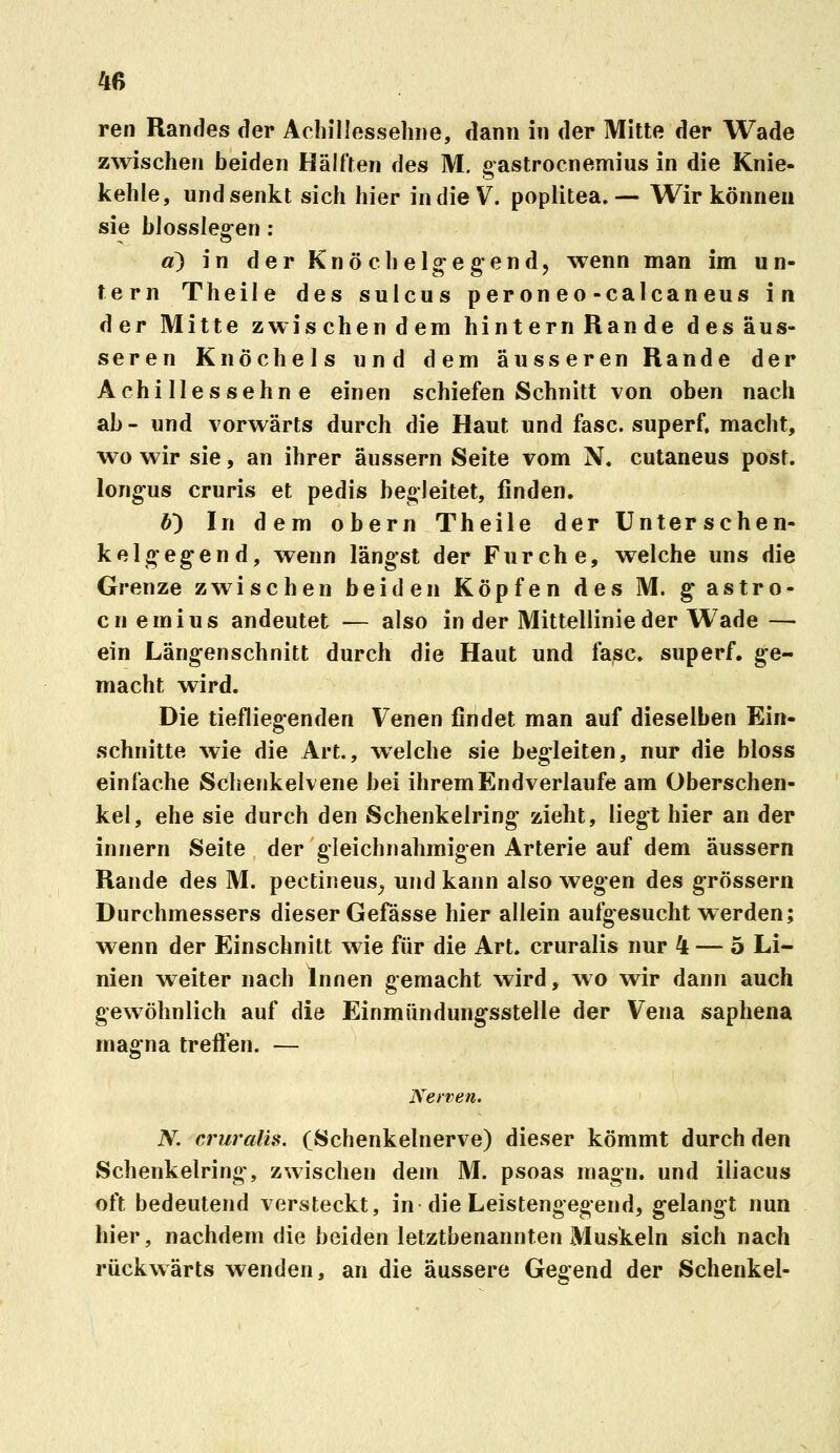 ren Randes der Achillessehne, dann in der Mitte der Wade zwischen beiden Hälften des M. gastrocnemius in die Knie- kehle, und senkt sich hier in die V. poplitea. — Wir können sie blossleg-en: ä) in der Knö che liegend, wenn man im un- tern Theile des suicus per on eo-calcaneus in der Mitte zwischendem hinternRande desäus- seren Knöchels und dem äusseren Rande der Achillessehne einen schiefen Schnitt von oben nach ab- und vorwärts durch die Haut und fasc. superf. macht, wo wir sie, an ihrer äussern Seite vom N. cutaneus post. long-us cruris et pedis begleitet, finden. b') In dem obern Theile der ünterschen- kelgegend, wenn längst der Furche, welche uns die Grenze zwischen beiden Köpfen des M. g^astro- cnemius andeutet — also in der Mittellinie der Wade — ein Längen schnitt durch die Haut und fasc. superf. ge- macht ^vird. Die tiefliegenden Venen findet man auf dieselben Ein- schnitte wie die Art., welche sie begleiten, nur die bloss einfache Schenkelvene bei ihrem Endverlaufe am Oberschen- kel, ehe sie durch den Schenkelring' zieht, liegt hier an der innern Seite der gleichnahmigen Arterie auf dem äussern Rande des M. pectineus^^ und kann also wegen des g^rössern Durchmessers dieser Gefässe hier allein aufgesucht werden; wenn der Einschnitt wie für die Art. cruralis nur 4 — 5 Li- nien w^eiter nach Innen gemacht wird, wo wir dann auch gewöhnlich auf die Einmündungsstelle der Vena saphena magna treffen. — Nerven. N. cruralis. (Schenkelnerve) dieser kömmt durch den Schenkelring', zwischen dem M. psoas magn. und iliacus oft bedeutend versteckt, in die Leistengegend, gelangt nun hier, nachdem die beiden letztbenannteri Muskeln sich nach rückwärts wenden, an die äussere Gegend der Schenkel-