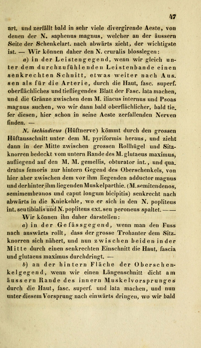 firt. und zerfällt bald in sehr viele divergirende Äeste, von denen der N* saphenus maonus, welcher an der äussern Seite der Schenkelart» nach abwärts zieht, der wichtigste ist. — Wir können daher den N. cruralis biossiegen: a) in der Leisteng-egend, wenn wir gleich un- ter dem durchzufühlenden Leistenbande einen senkrechten Schnitt, etwas weiter nach Aus. sen als für die Arterie, durch die Haut, fasc. superf, oberflächliches und tiefliegendes Blatt der Fasc. lata machen, und die Gränze zwischen dem M. iliacus internus und Psoas magnus suchen, wo wir dann bald oberflächlicher, bald tie. fer diesen, hier schon in seine Aeste zerfallenden Nerven finden. — iV« ischiadicus (Hüftnerve) kömmt durch den grossen Hüftausschnitt unter dem M. pjriformis heraus, und zieht dann in der Mitte zwischen grossen Rollhügel und Sitz- knorren bedeckt vom untern Rande des M. glutaeus maximus, aufliegend auf den M* M. gemellis, obturator int., und qua. dratus femoris zur hintern Gegend des Oberschenkels, von hier aber zwischen dem vor ihm liegenden adductor magnus und der hinter ihm liegenden Muskelparthie. (M.semitendenos, semimembranos und caput longum bicipitis) senkrecht nach abwärts in die Kniekehle, wo er sich in den N* popliteus int. seutibialisundN. popliteus ext.seu peroneus spaltet. Wir können ihn daher darstellen: a) in der Gefässgegend^ wenn man den Fuss nach auswärts rollt, dass der grosse Trohanter dem Sitz, knorren sich nähert, und nun zwischen beiden inder Mitte durch einen senkrechten Einschnitt die Haut, fascia und glutaeus maximus durchdringt. — b) an der hintern Fläche der Oberschen- kelgegend, wenn wir einen Längenschnitt dicht am äussern Rande des innern Muskelvorsprunges durch die Haut, fasc. superf. und lata machen, und nun unter diesem Vorsprung* nach einwärts dringen, wo wir bald