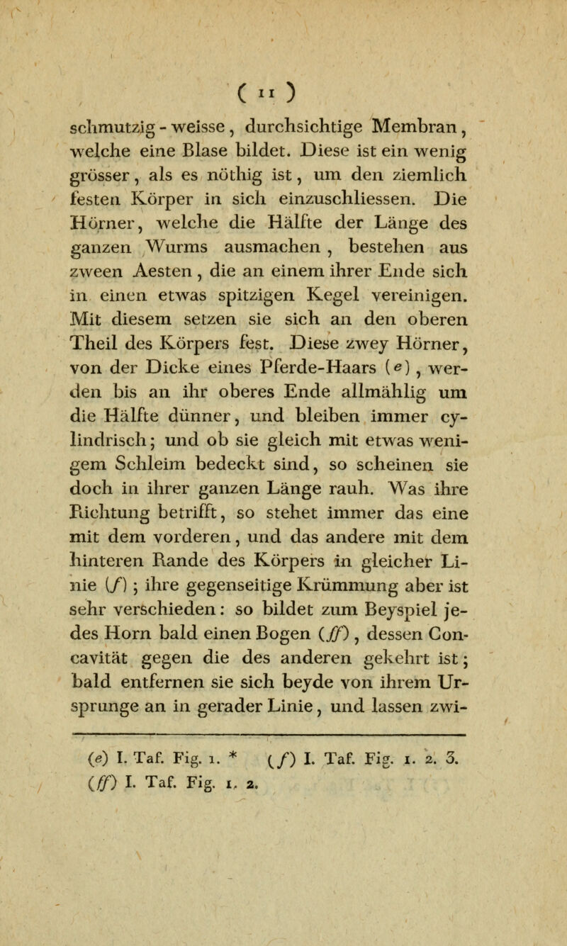 schmutzig - weisse , durchsichtige Membran, welche eine Blase bildet. Diese ist ein wenig grösser, als es nöthig ist, um den ziemlich festen Körper in sich einzuschliessen. Die Hörner, welche die Hälfte der Länge des ganzen Wurms ausmachen , bestehen aus zween Aesten , die an einem ihrer Ende sich in einen etwas spitzigen Kegel vereinigen. Mit diesem setzen sie sich an den oberen Theil des Körpers fest. Diese zwey Hörner, von der Dicke eines Pferde-Haars («) , wer- den bis an ihr oberes Ende allmählig um die Hälfte dünner, und bleiben immer cy- lindrisch; und ob sie gleich mit etwas weni- gem Schleim bedeckt sind, so scheinen sie doch in ihrer ganzen Länge rauh. Was ihre Pachtung betrifft, so stehet immer das eine mit dem vorderen, und das andere mit dem hinteren Rande des Körpers in gleicher Li- nie (/) ; ihre gegenseitige Krümmung aber ist sehr verschieden: so bildet zum Beyspiel je- des Hörn bald einen Bogen (ff) , dessen Con- cavität gegen die des anderen gekehrt ist; bald entfernen sie sich beyde von ihrem Ur- sprünge an in gerader Linie, und lassen zwi- (e) I. Taf. Fig. i. * (/) I. Taf. Fig. i. 2. 3.