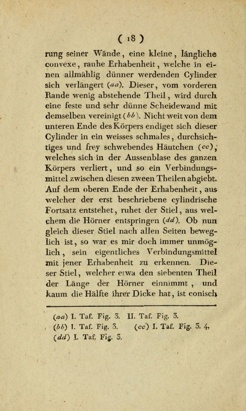 rung seiner Wände, eine kleine, längliche convexe, rauhe Erhabenheit, welche in ei- nen allmählig dünner werdenden Cylinder sich verlängert (<*#). Dieser, vom vorderen Rande wenig abstehende Theil, wird durch eine feste und sehr dünne Scheidewand mit demselben vereinigt (££). Nicht weit von dem unteren Ende des Körpers endiget sich dieser Cylinder in ein weisses schmales, durchsich- tiges und frey schwebendes Häutchen (<^),' welches sich in der Aussenblase des ganzen Körpers verliert, und so ein Verbindungs- mittel zwischen diesen zween Theilen abgiebt. Auf dem oberen Ende der Erhabenheit, aus welcher der erst beschriebene cylindrische Fortsatz entstehet, ruhet der Stiel, aus wel- chem die Hörner entspringen (dd\ Ob nun gleich dieser Stiel nach allen Seiten beweg- lich ist, so war es mir doch immer unmög- lich , sein eigentliches Verbindungsmittel mit jener Erhabenheit zu erkennen. Die- ser Stiel, welcher erwa den siebenten Theil der Länge der Hörner einnimmt 7 und kaum die Hälfte ihrer Dicke hat, ist conisch (aa) L Taf. Fig. 3. IL Taf. Fig. 3. (bV) I. Taf. Fig. 3. (cc) I. Taf. Fig. 5. 4,