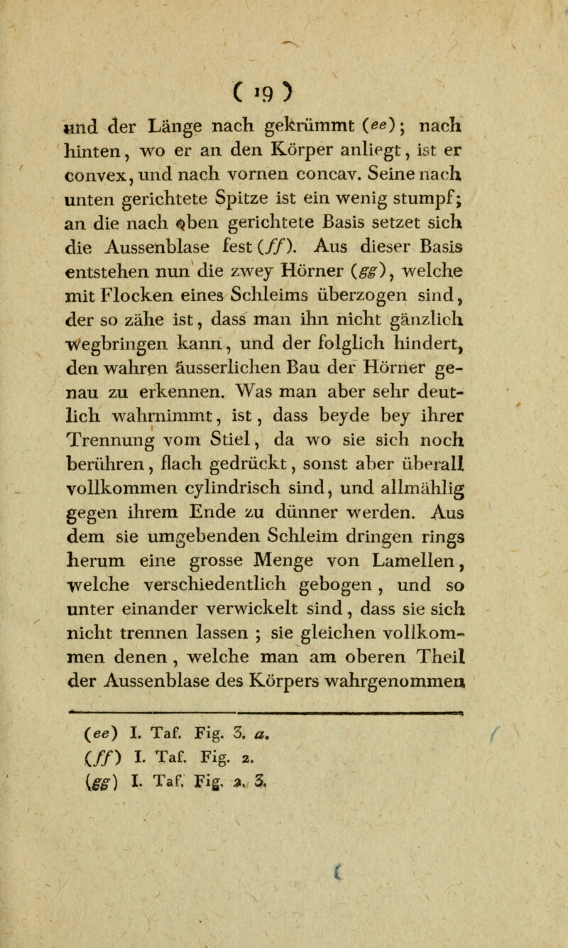 C'9) und der Länge nach gekrümmt (ee); nach hinten, wo er an den Körper anliegt, ist er convex, und nach vornen concav. Seine nach unten gerichtete Spitze ist ein wenig stumpf; an die nach $ben gerichtete Basis setzet sich die Aussenblase fest {ff). Aus dieser Basis entstehen nun die zwey Hörner (gg), welche mit Flocken eines Schleims überzogen sind, der so zähe ist, dass man ihn nicht gänzlich wegbringen kann., und der folglich hindert, den wahren äusserlichen Bau der Hörner ge- nau zu erkennen. Was man aber sehr deut- lich wahrnimmt, ist, dass beyde bey ihrer Trennung vom Stiel, da wo sie sich noch berühren, flach gedrückt, sonst aber überall vollkommen cylindrisch sind, und allmählig gegen ihrem Ende zu dünner werden. Aus dem sie umgebenden Schleim dringen rings herum eine grosse Menge von Lamellen, welche verschiedentlich gebogen, und so unter einander verwickelt sind, dass sie sich nicht trennen lassen ; sie gleichen vollkom- men denen , welche man am oberen Theil der Aussenblase des Körpers wahrgenommeu <* i »i i i ————————i——>———————aca) (ee) I. Taf. Fig. 3. a. (//) I. Taf. Fig. 2. {gg) I. Taf, Fig. a, 3. (