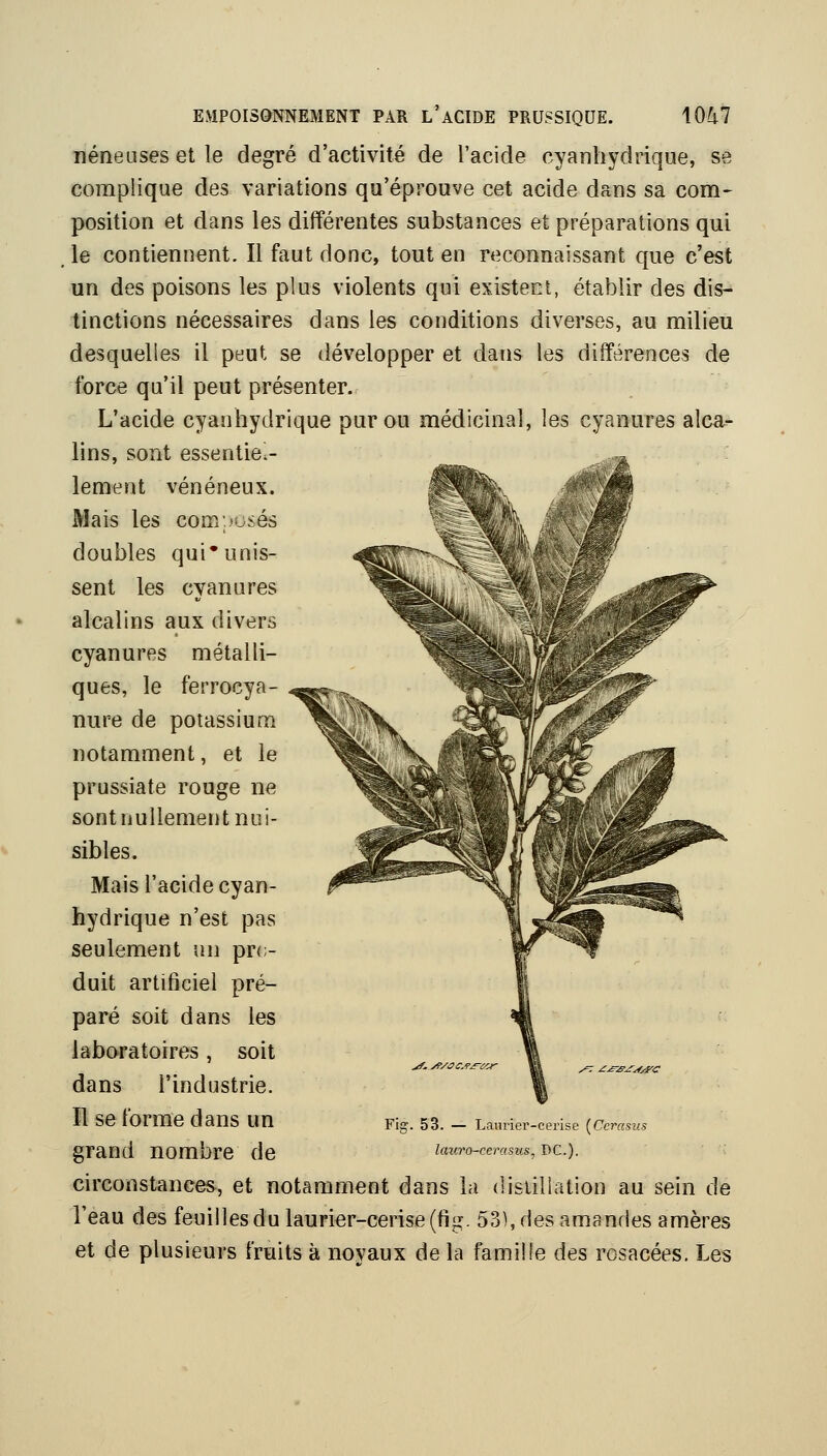 néneuses et le degré d'activité de l'acide cyanliydrique, se complique des variations qu'éprouve cet acide dans sa com- position et dans les différentes substances et préparations qui le contiennent. Il faut donc, tout en reconnaissant que c'est un des poisons les plus violents qui existect, établir des dis- tinctions nécessaires dans les conditions diverses, au milieu desquelles il peut se développer et dans les différences de force qu'il peut présenter. L'acide cyanhydrique pur ou médicinal, les cyanures alca- lins, sont essentiel- lement vénéneux. Mais les com;.îOsés doubles qui* unis- sent les cyanures alcalins aux divers cyanures métalli- ques, le ferrocya- nure de potassium notamment, et le prussiate rouge ne sont nullement nui- sibles. Mais l'acide cyan- hydrique n'est pas seulement un pro duit artificiel pré- paré soit dans les laboratoires, soit dans l'industrie. Il se forme dans un grand nombre de circonstances, et notamment dans la distillation au sein de l'eau des feuilles du laurier-cerise (fi^. 53), des amandes amères et de plusieurs fruits à noyaux de la famille des rosacées. Les ^..A'/ac^jn/-^ - ^^^^yorc Fig. 53. — Lanrier-cei'ise [Cerasus laiiTO-cerastis, PC).