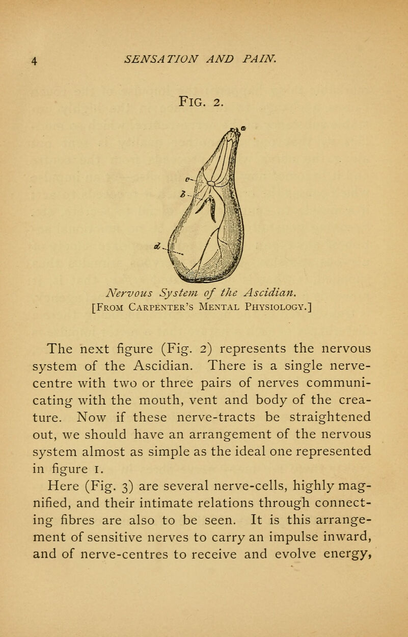 Fig. 2. Nervous Systein of the Ascidian. [From Carpenter's Mental Physiology.] The next figure (Fig. 2) represents the nervous system of the Ascidian. There is a single nerve- centre with two or three pairs of nerves communi- cating with the mouth, vent and body of the crea- ture. Now if these nerve-tracts be straightened out, we should have an arrangement of the nervous system almost as simple as the ideal one represented in figure 1. Here (Fig. 3) are several nerve-cells, highly mag- nified, and their intimate relations through connect- ing fibres are also to be seen. It is this arrange- ment of sensitive nerves to carry an impulse inward, and of nerve-centres to receive and evolve energy,