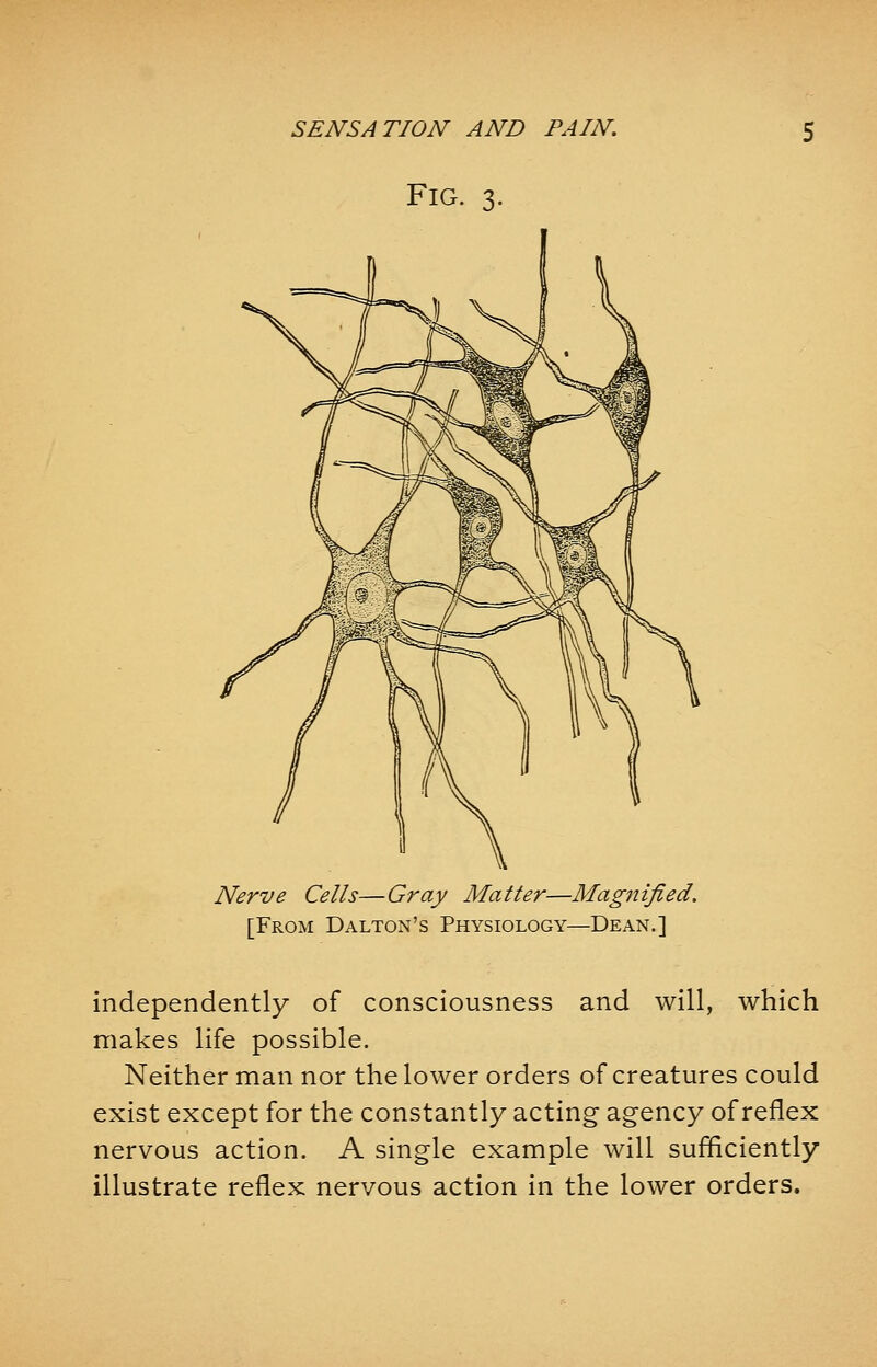 Fig. 3. Nerve Cells—Gray Matter—Magnified. [From Dalton's Physiology—Dean.] independently of consciousness and will, which makes life possible. Neither man nor the lower orders of creatures could exist except for the constantly acting agency of reflex nervous action. A single example will sufficiently illustrate reflex nervous action in the lower orders.