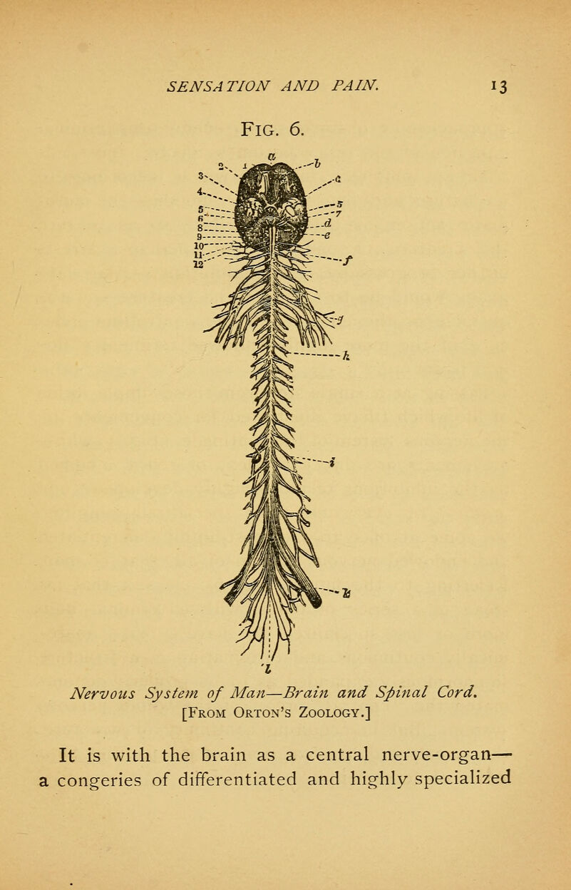 Fig. 6. Nervous System of Man—Brain and Spinal Cord. [From Orton's Zoology.] It is with the brain as a central nerve-organ— a congeries of differentiated and highly specialized