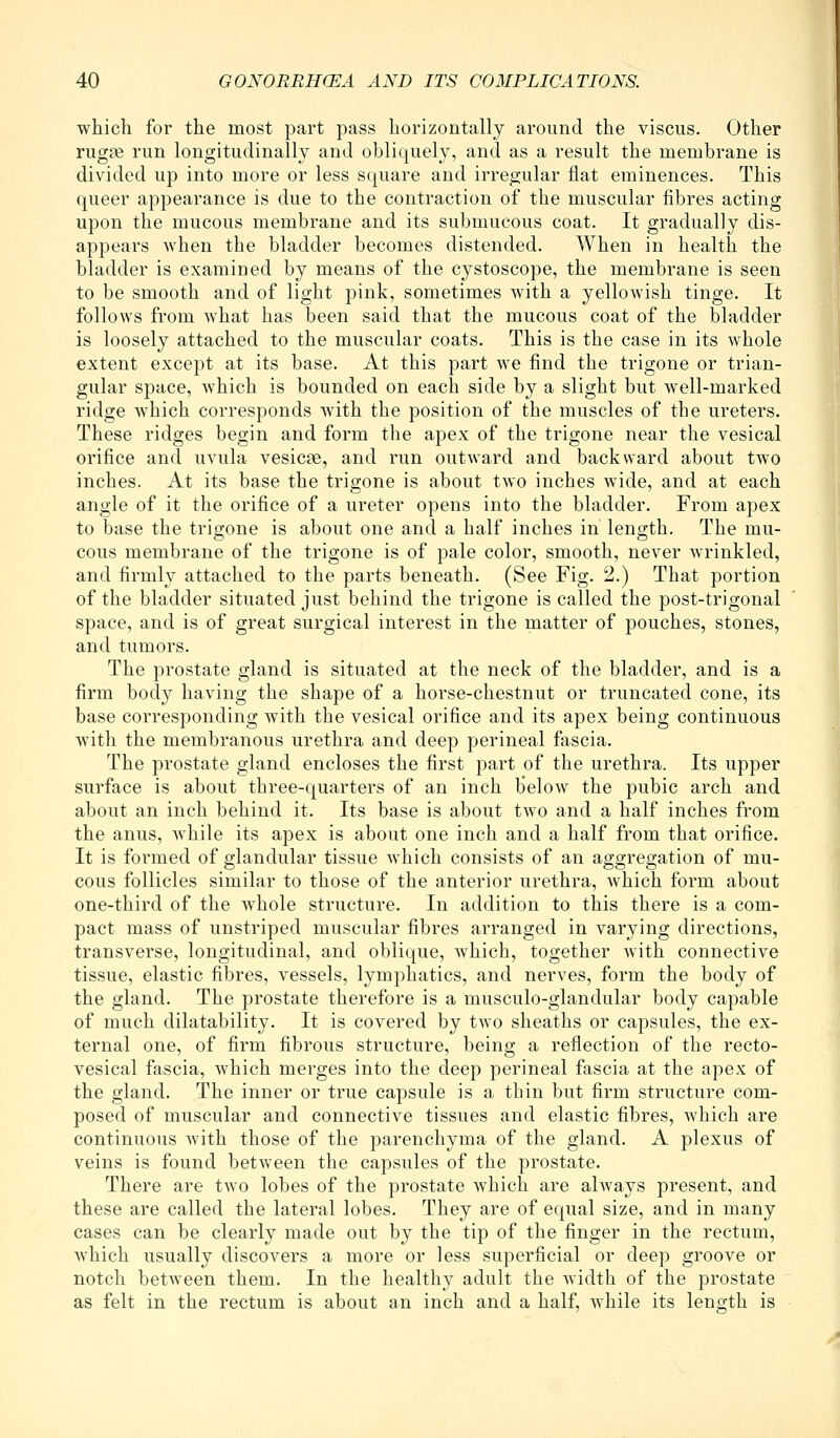 which for the most part pass horizontally around the viscus. Other rugte run longitudinally and obliquely, and as a result the membrane is divided up into more or less square and irregular flat eminences. This queer appearance is due to the contraction of the muscular fibres acting upon the mucous membrane and its submucous coat. It gradually dis- appears when the bladder becomes distended. When in health the bladder is examined by means of the cystoscope, the membrane is seen to be smooth and of light pink, sometimes with a yellowish tinge. It follows from what has been said that the mucous coat of the bladder is loosely attached to the muscular coats. This is the case in its whole extent except at its base. At this part we find the trigone or trian- gular space, which is bounded on each side by a slight but well-marked ridge which corresponds with the position of the muscles of the ureters. These ridges begin and form the apex of the trigone near the vesical orifice and uvula vesicae, and run outward and backward about two inches. At its base the trigone is about two inches wide, and at each angle of it the orifice of a ureter opens into the bladder. From apex to base the trigone is about one and a half inches in length. The mu- cous membrane of the trigone is of pale color, smooth, never wrinkled, and firmly attached to the parts beneath. (See Fig. 2.) That portion of the bladder situated just behind the trigone is called the post-trigonal space, and is of great surgical interest in the matter of pouches, stones, and tumors. The prostate gland is situated at the neck of the bladder, and is a firm body having the shape of a horse-chestnut or truncated cone, its base corresponding with the vesical orifice and its apex being continuous with the membranous urethra and deep perineal fascia. The prostate gland encloses the first part of the urethra. Its upper surface is about three-quarters of an inch below the pubic arch and about an inch behind it. Its base is about two and a half inches from the anus, while its apex is about one inch and a half from that orifice. It is formed of glandular tissue which consists of an aggregation of mu- cous follicles similar to those of the anterior urethra, which form about one-third of the whole structure. In addition to this there is a com- pact mass of unstriped muscular fibres arranged in varying directions, transverse, longitudinal, and oblique, which, together with connective tissue, elastic fibres, vessels, lymphatics, and nerves, form the body of the gland. The prostate therefore is a musculo-glandular body capable of much dilatability. It is covered by two sheaths or capsules, the ex- ternal one, of firm fibrous structure, being a refiection of the recto- vesical fascia, which merges into the deep perineal fascia at the apex of the gland. The inner or true capsule is a thin but firm structure com- posed of muscular and connective tissues and elastic fibres, which are continuous with those of the parenchyma of the gland. A plexus of veins is found between the capsules of the prostate. There are two lobes of the prostate which are always present, and these are called the lateral lobes. They are of equal size, and in many cases can be clearly made out by the tip of the finger in the rectum, which usually discovers a more or less superficial or deep groove or notch between them. In the healthy adult the width of the prostate as felt in the rectum is about an inch and a half, while its length is