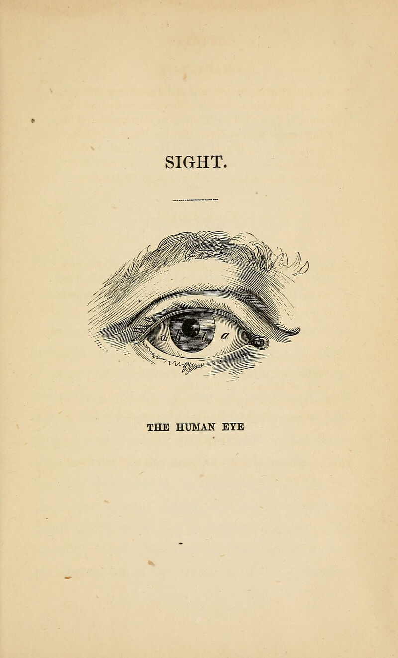 THE HUMAN EYE