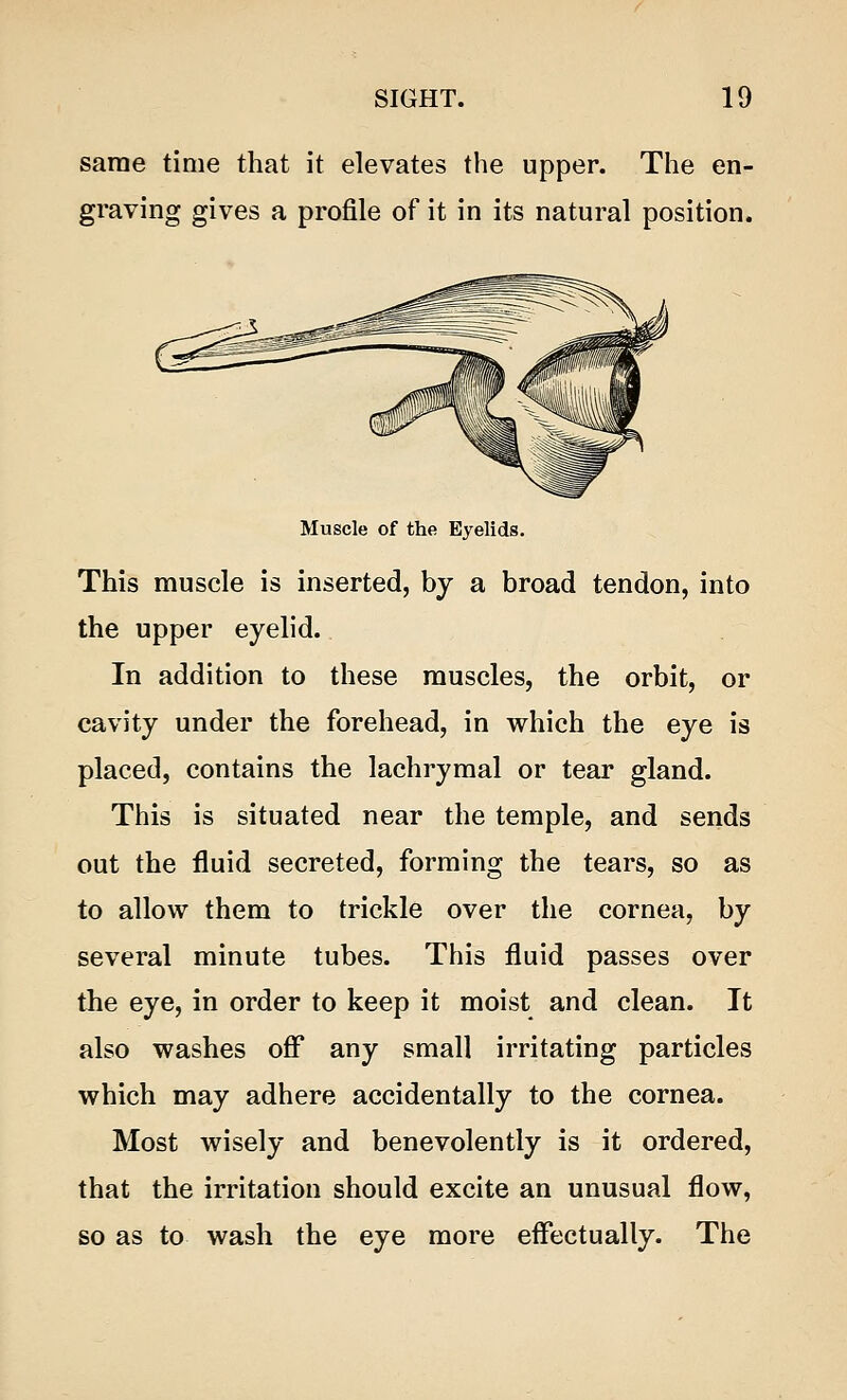 same time that it elevates the upper. The en- graving gives a profile of it in its natural position. Muscle of the Eyelids. This muscle is inserted, by a broad tendon, into the upper eyelid. In addition to these muscles, the orbit, or cavity under the forehead, in which the eye is placed, contains the lachrymal or tear gland. This is situated near the temple, and sends out the fluid secreted, forming the tears, so as to allow them to trickle over the cornea, by several minute tubes. This fluid passes over the eye, in order to keep it moist and clean. It also washes off any small irritating particles which may adhere accidentally to the cornea. Most wisely and benevolently is it ordered, that the irritation should excite an unusual flow, so as to wash the eye more effectually. The