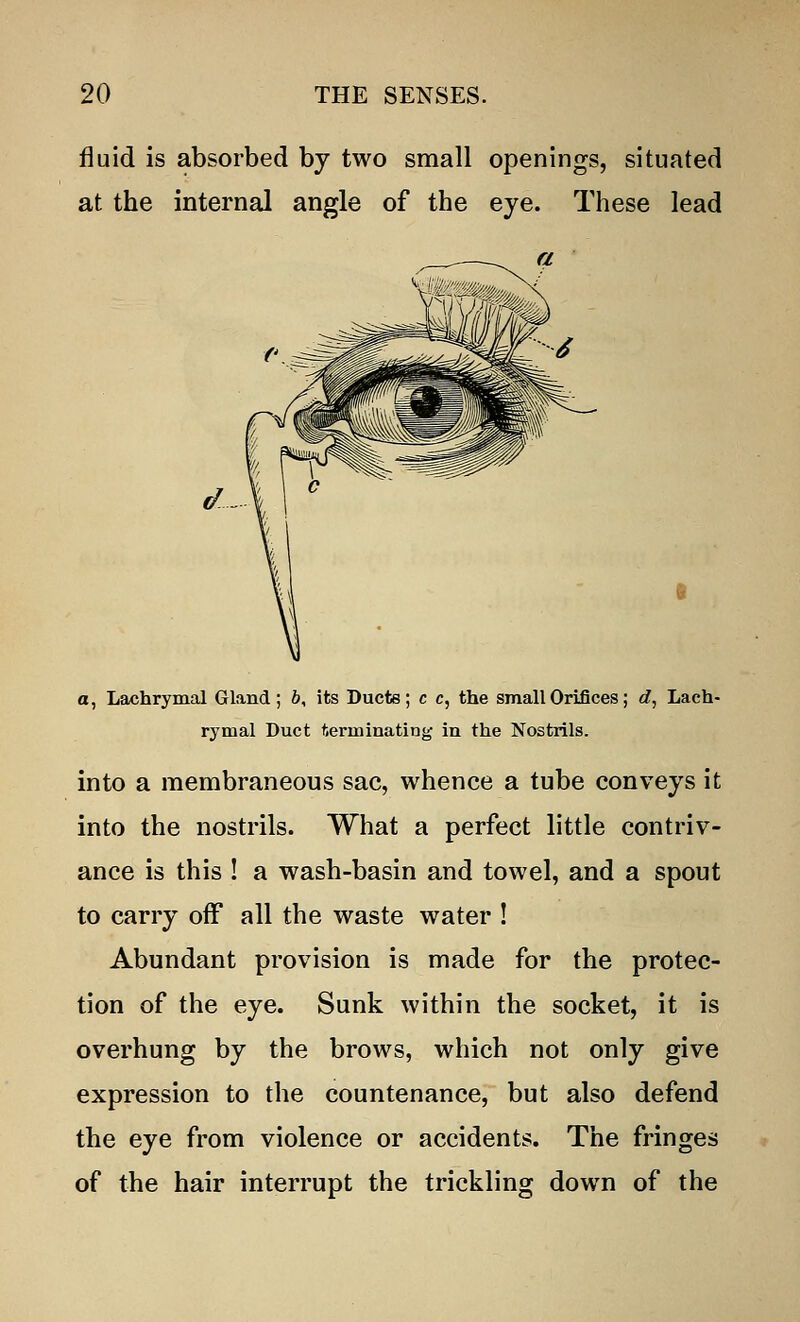 fluid is absorbed by two small openings, situated at the internal angle of the eye. These lead d a, Lachrymal Gland; b, its Ducts; c c, the small Orifices; d, Lach- rymal Duct terminating in the Nostrils. into a membraneous sac, whence a tube conveys it into the nostrils. What a perfect little contriv- ance is this ! a wash-basin and towel, and a spout to carry off all the waste water ! Abundant provision is made for the protec- tion of the eye. Sunk within the socket, it is overhung by the brows, which not only give expression to the countenance, but also defend the eye from violence or accidents. The fringes of the hair interrupt the trickling down of the